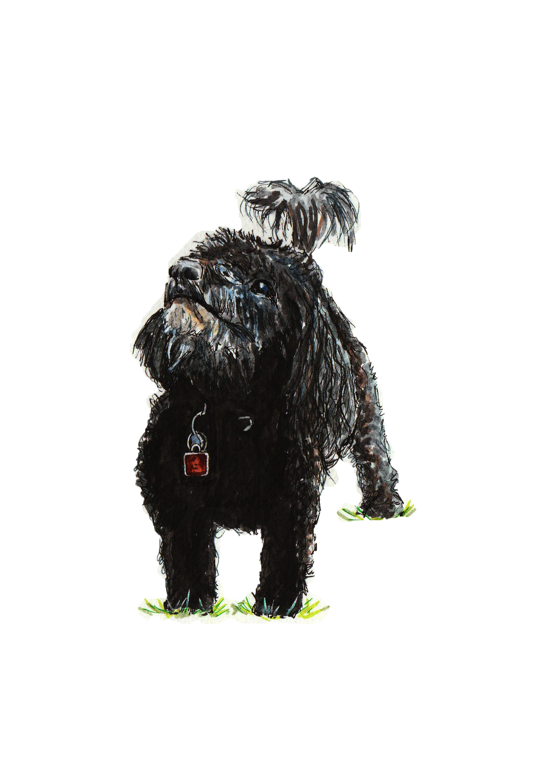 Teddy - 2017, Watercolour and Ink