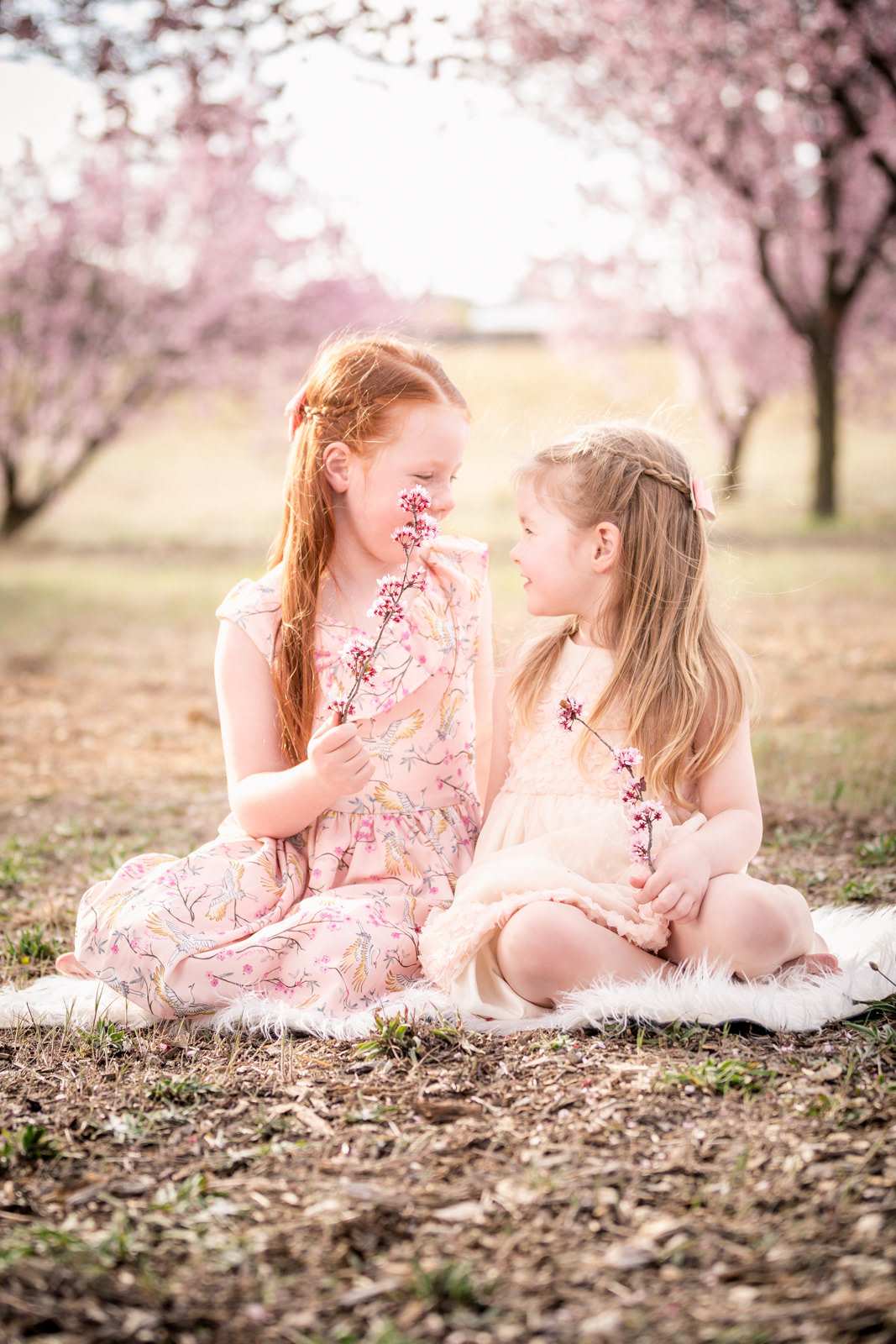 Family photo session in Canberra in the beautiful cherry blossoms.