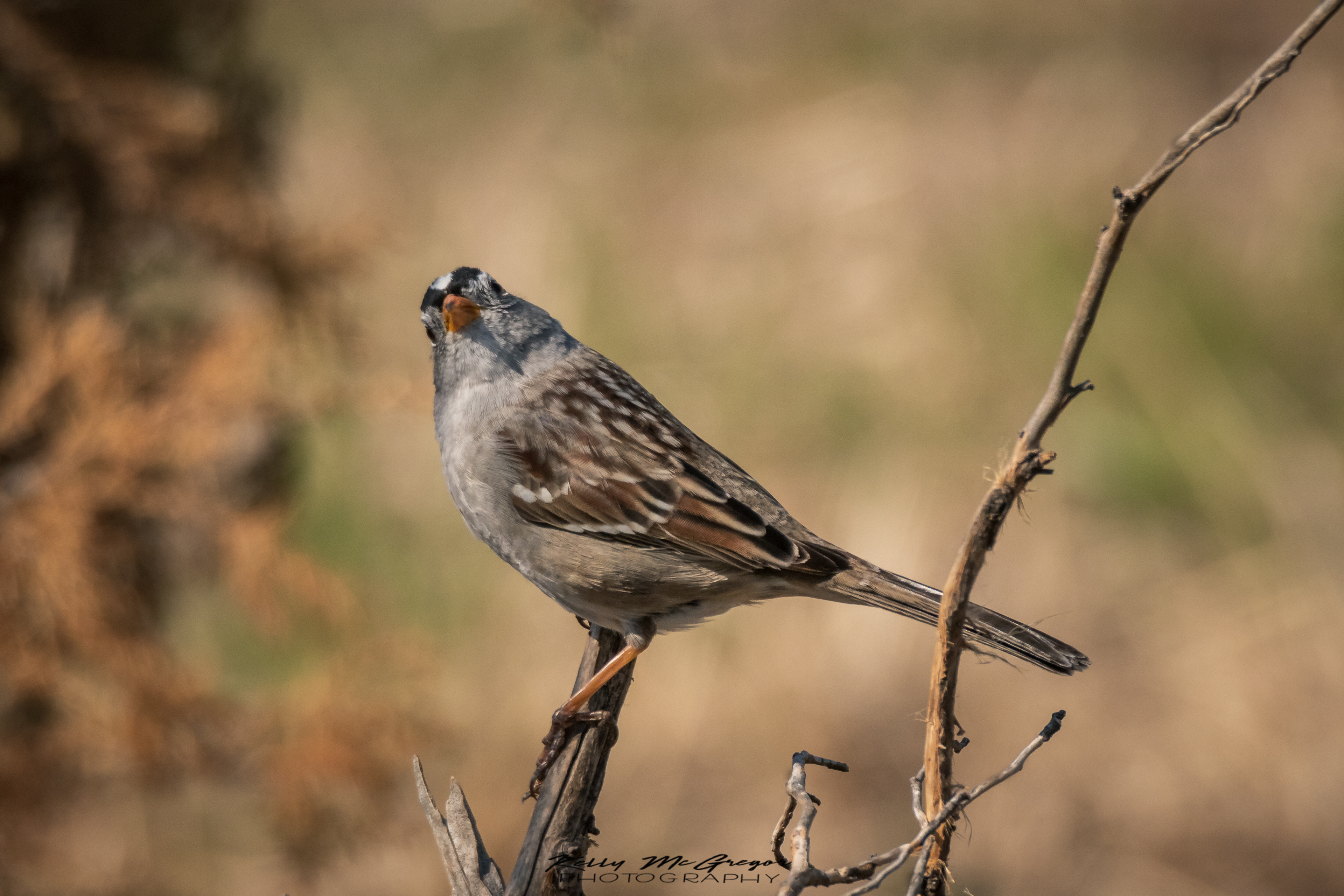 White Crowned Sparrow Baker Wetlands_MG_3146 4-29-18