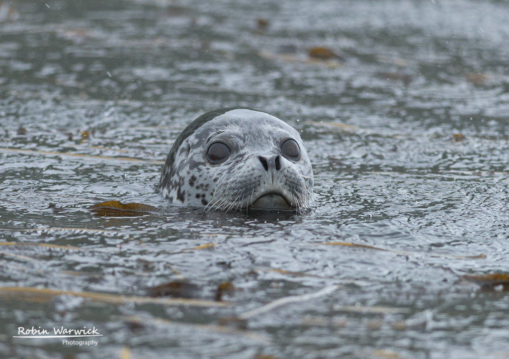 Spotted Seal