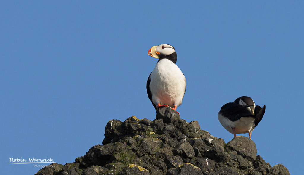 Horned Puffin