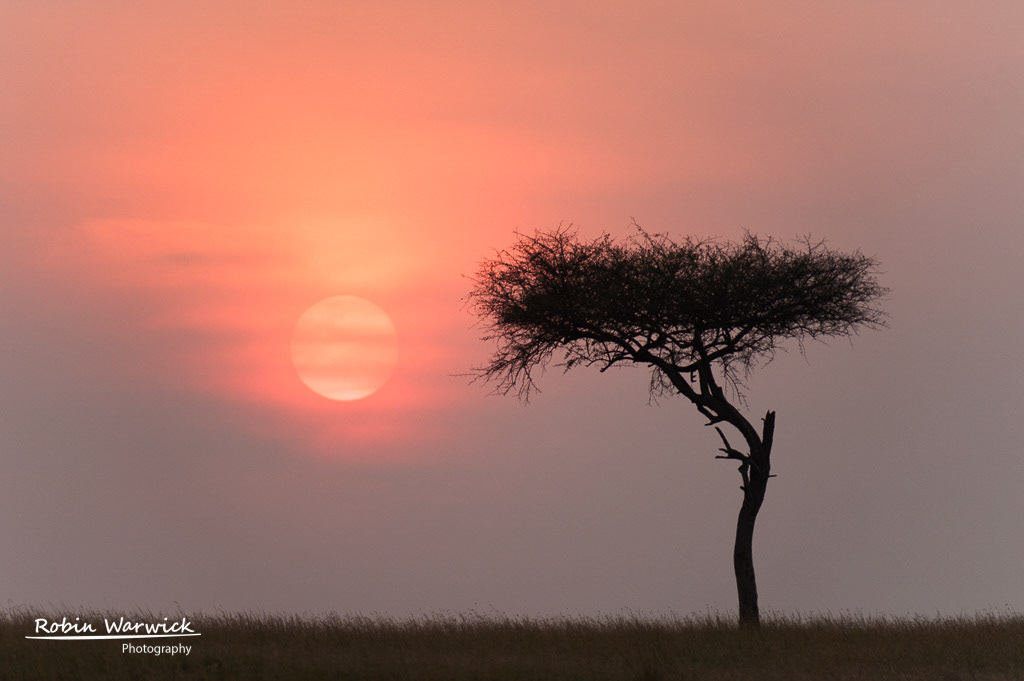 Tree at Sunset