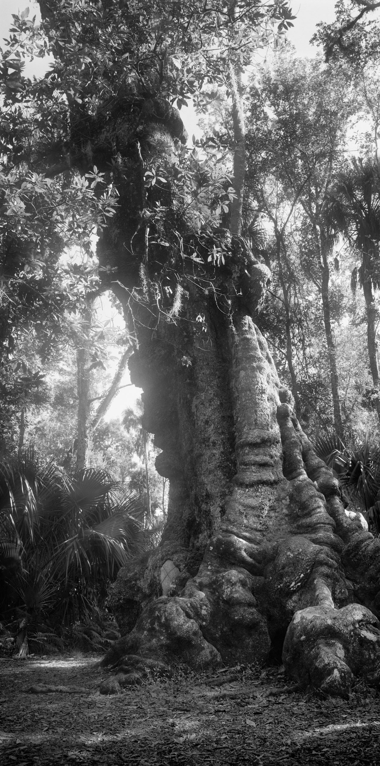 Highland Hammocks, FL