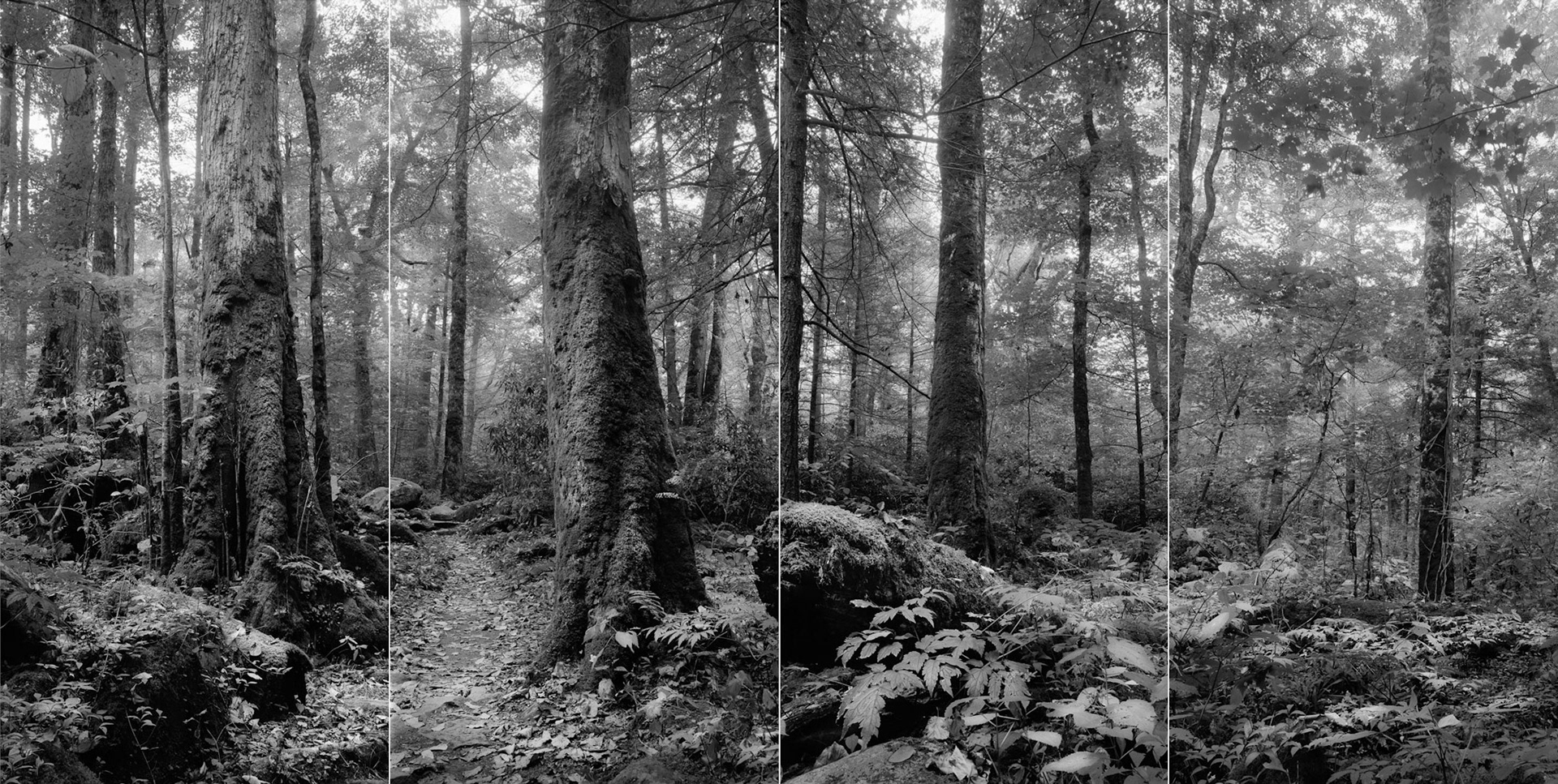Great Smoky Mountains National Park, TN