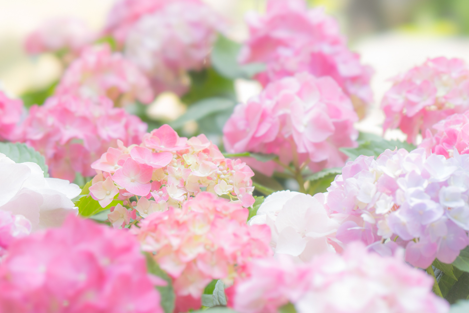 阿弥陀寺 紫陽花2