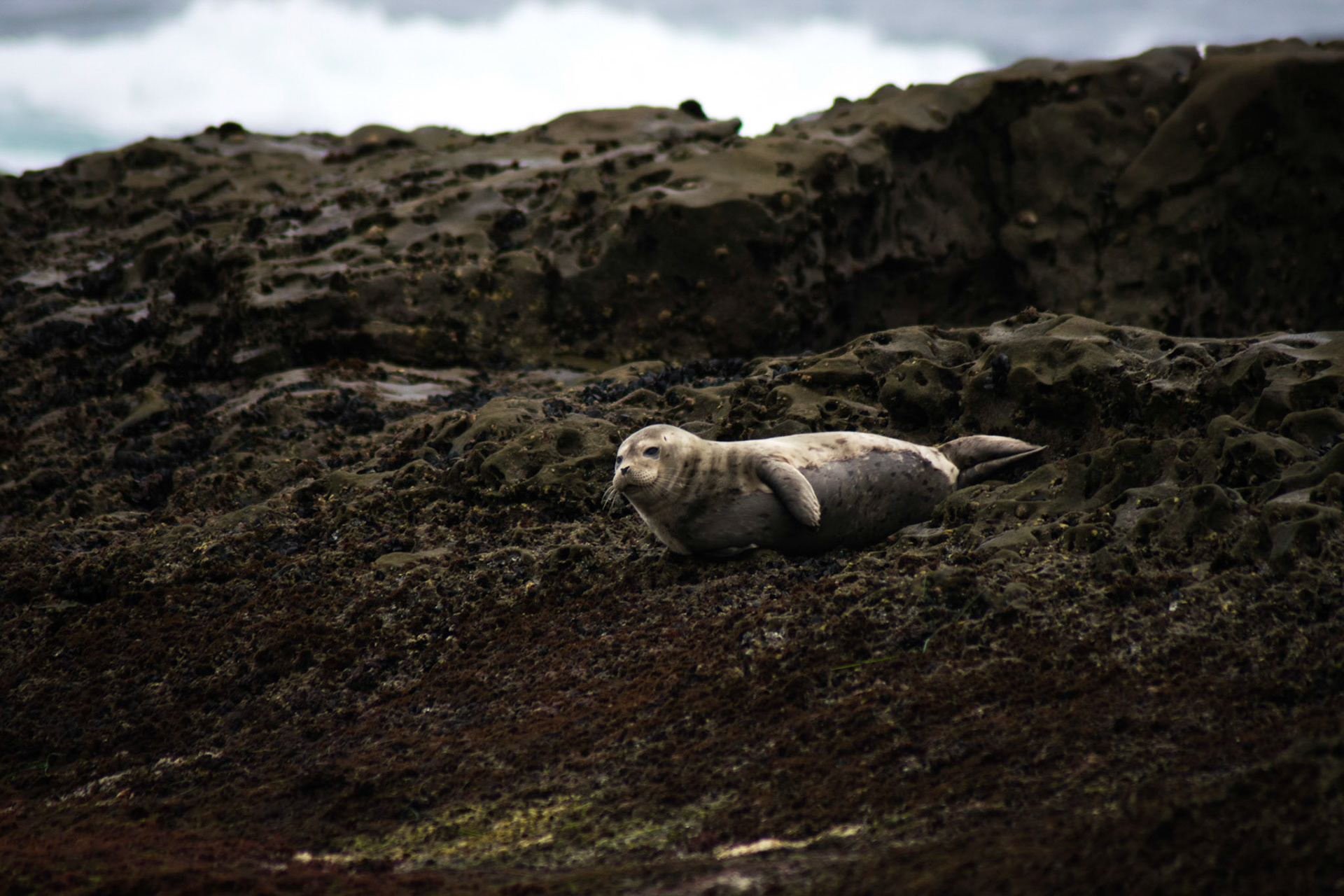 Resting