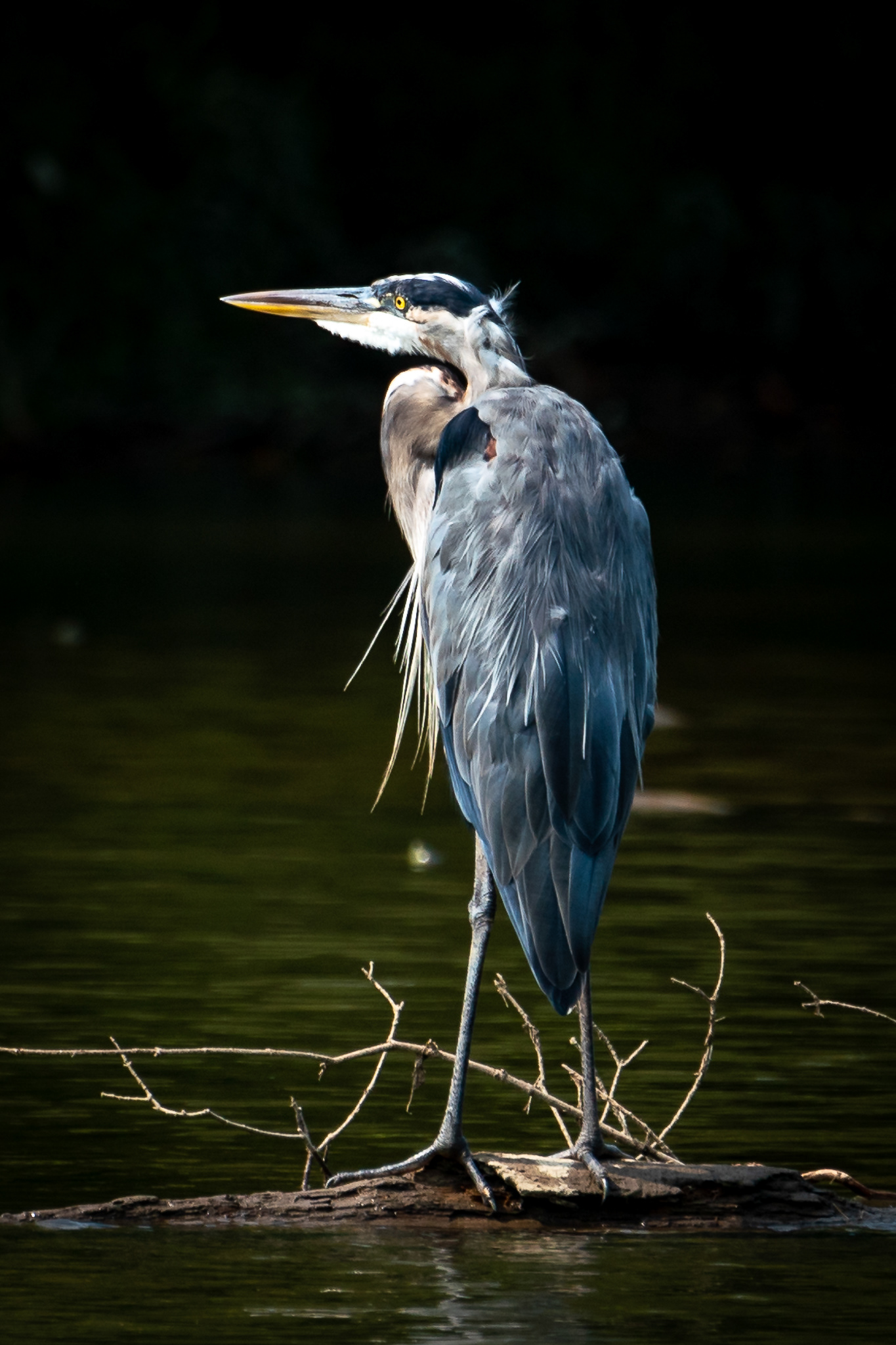 Great blue heron