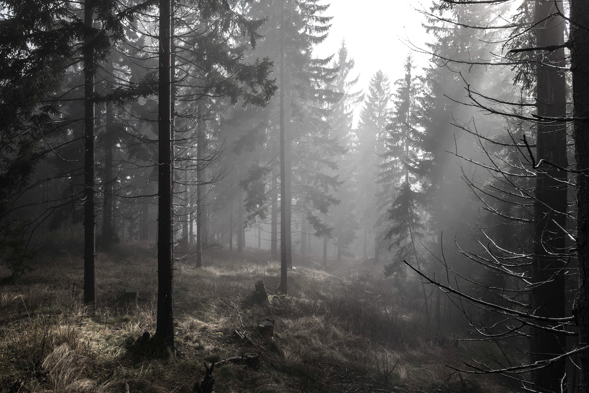 Wald im November-Nebel