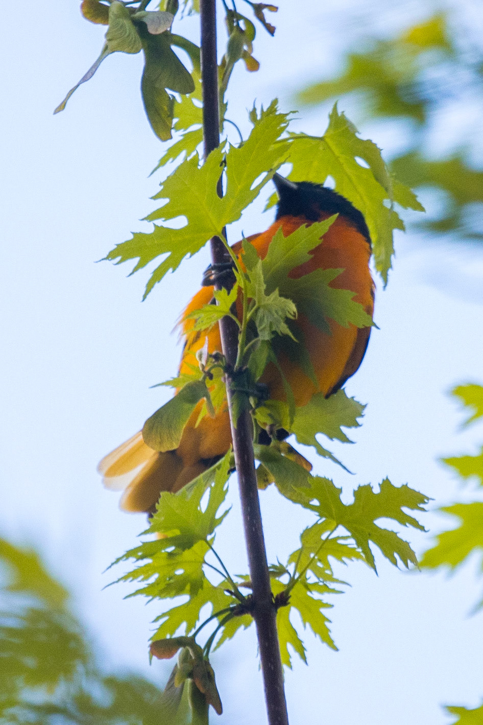 Baltimore Oriole
