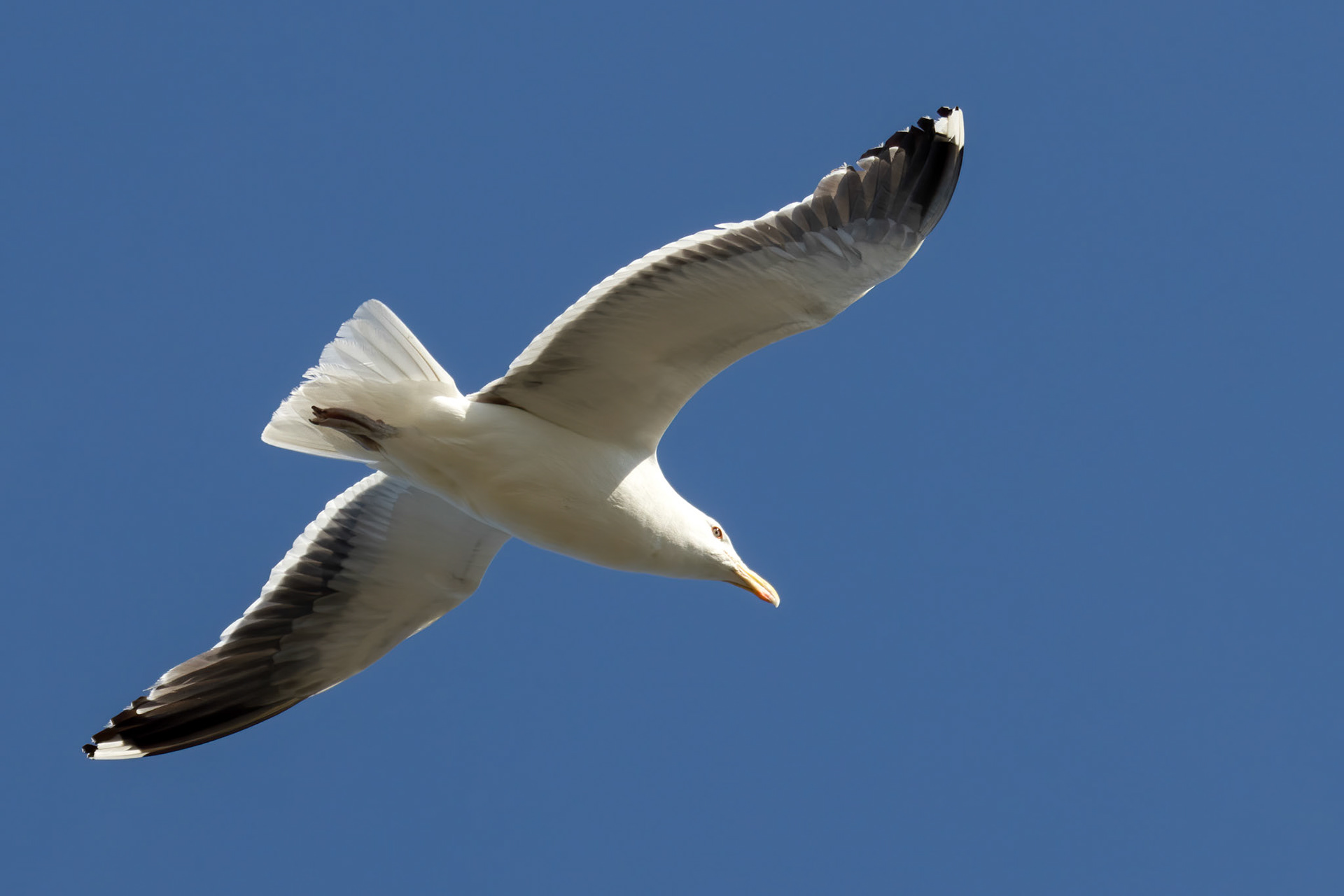 Great Black-backed Gull
