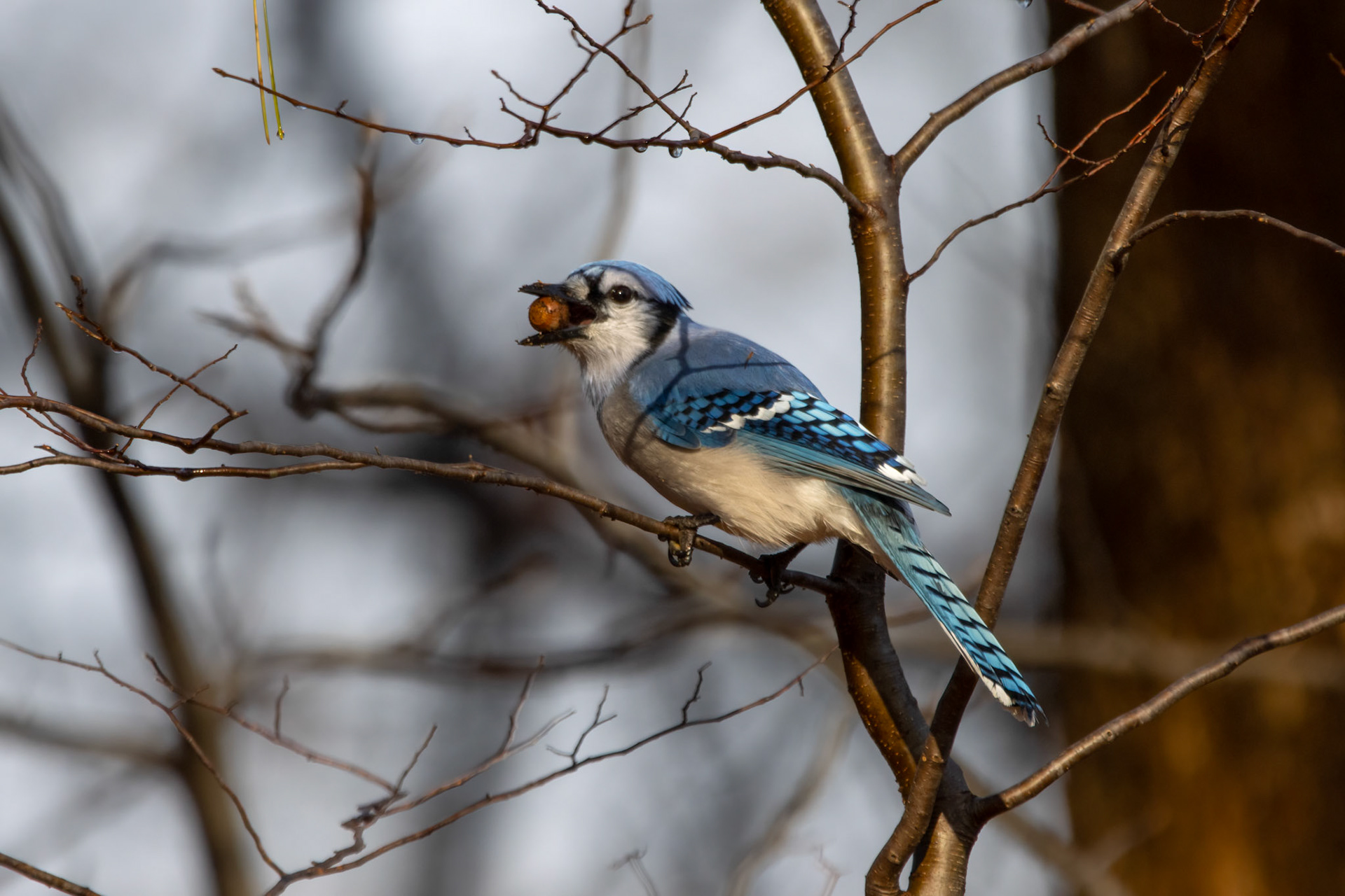 Blue Jay