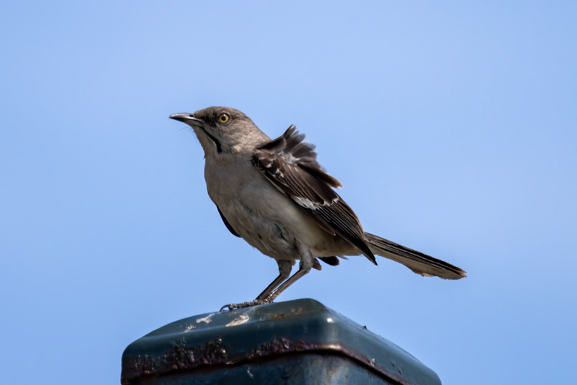 Northern Mockingbird