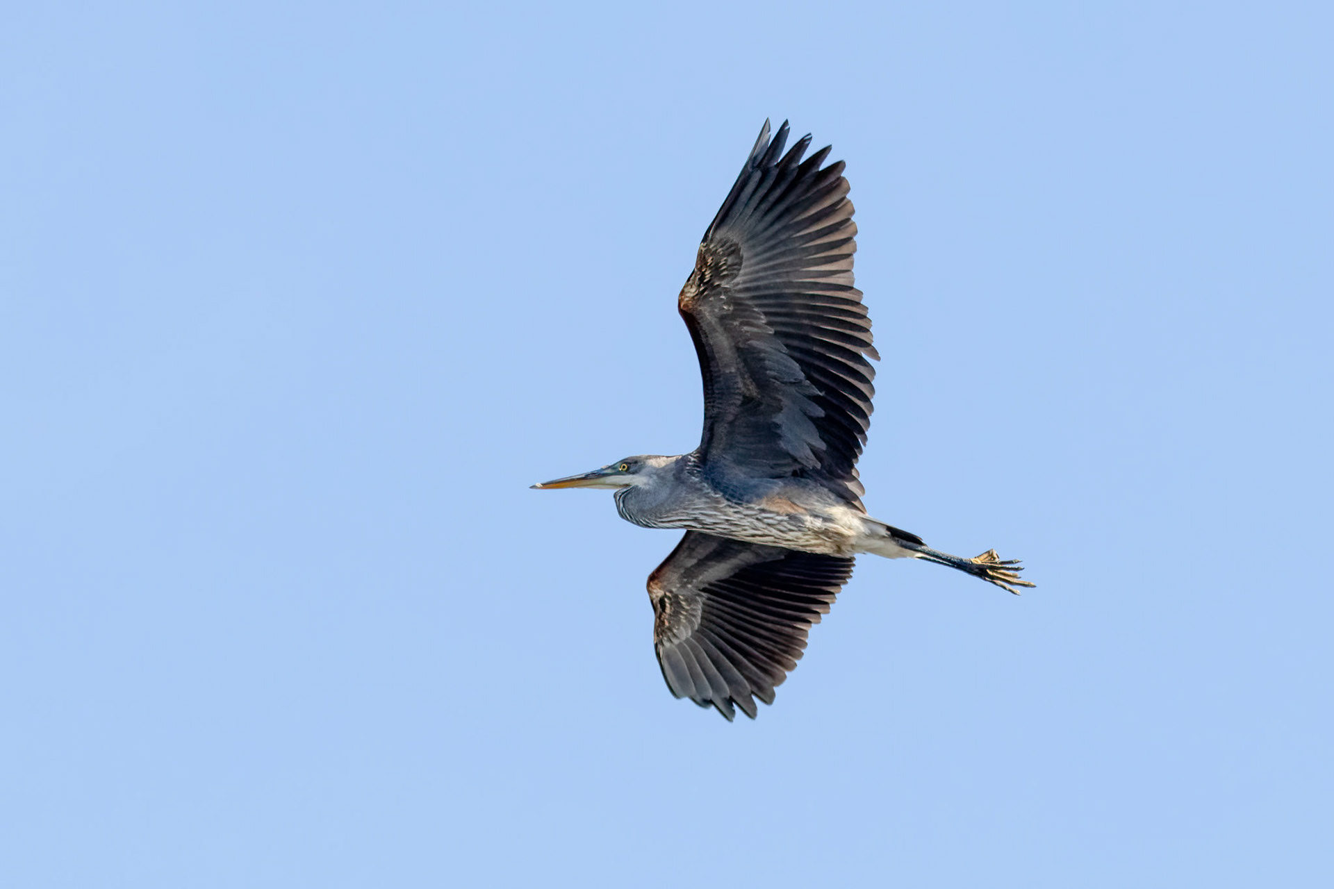 Great Blue Heron