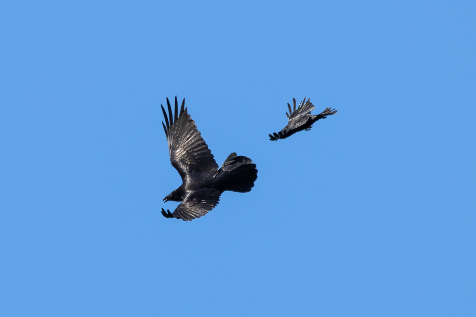 Common Raven &amp; American Crow
