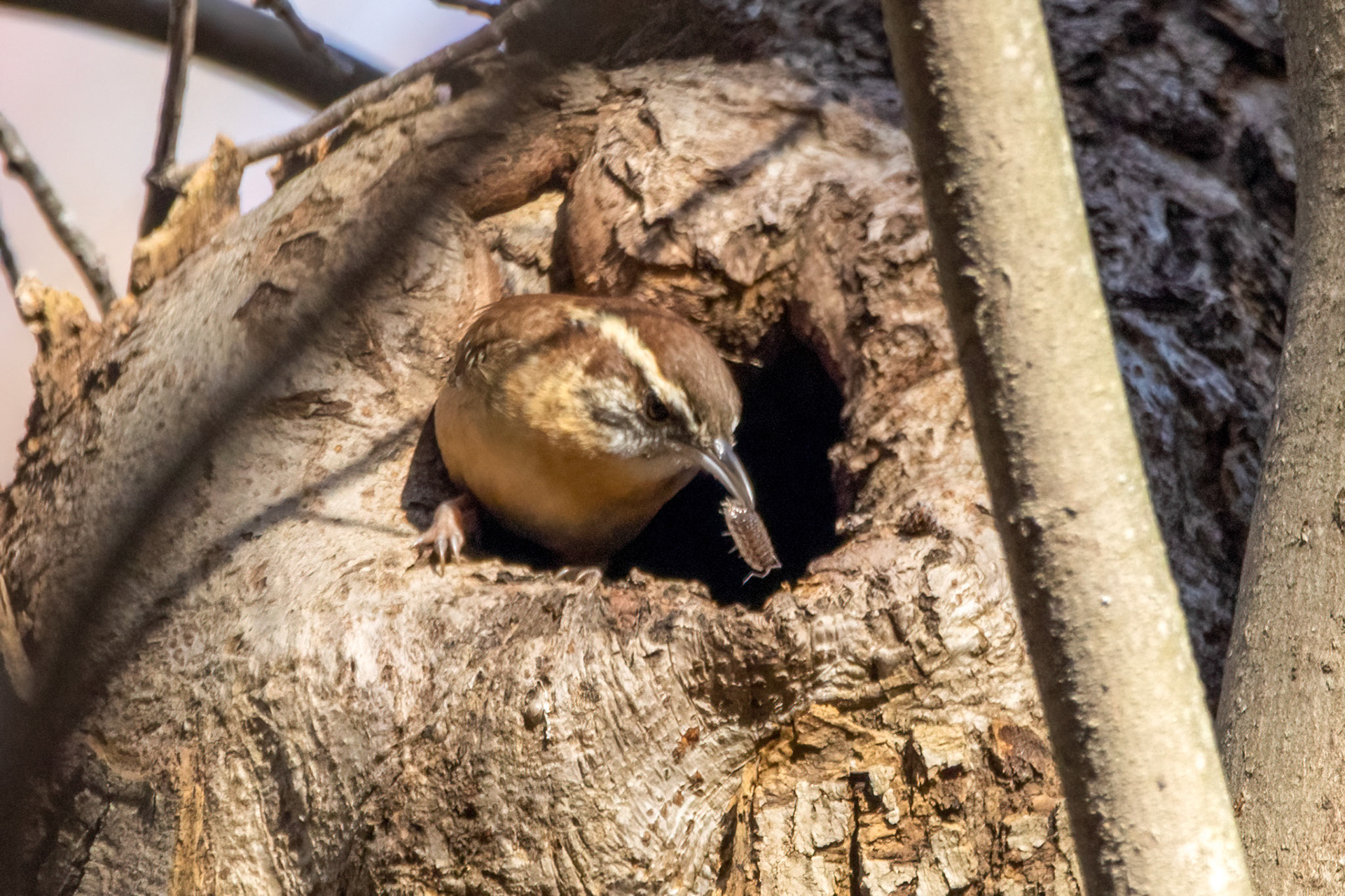 Carolina Wren