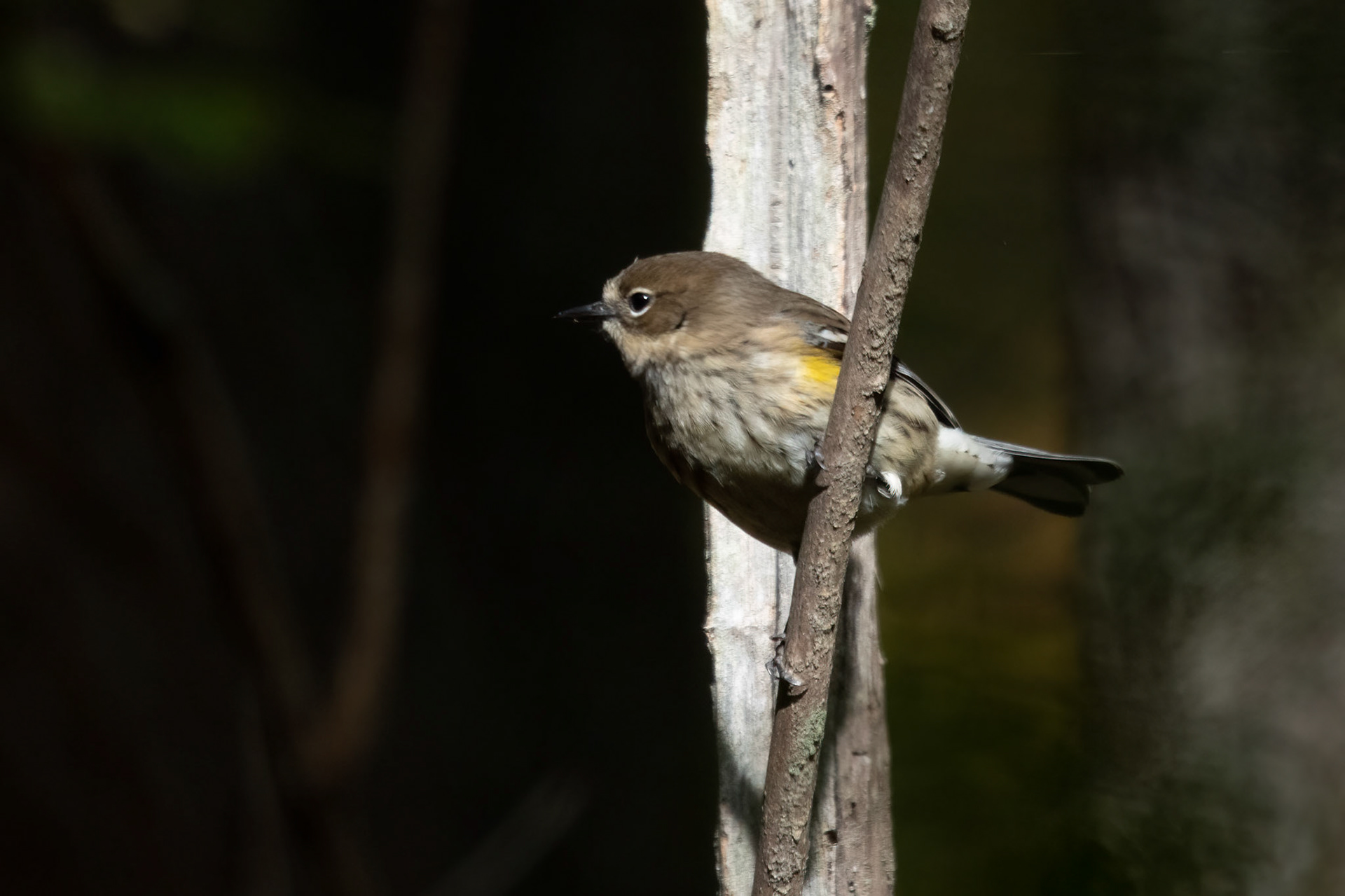Yellow-rumped Warbler