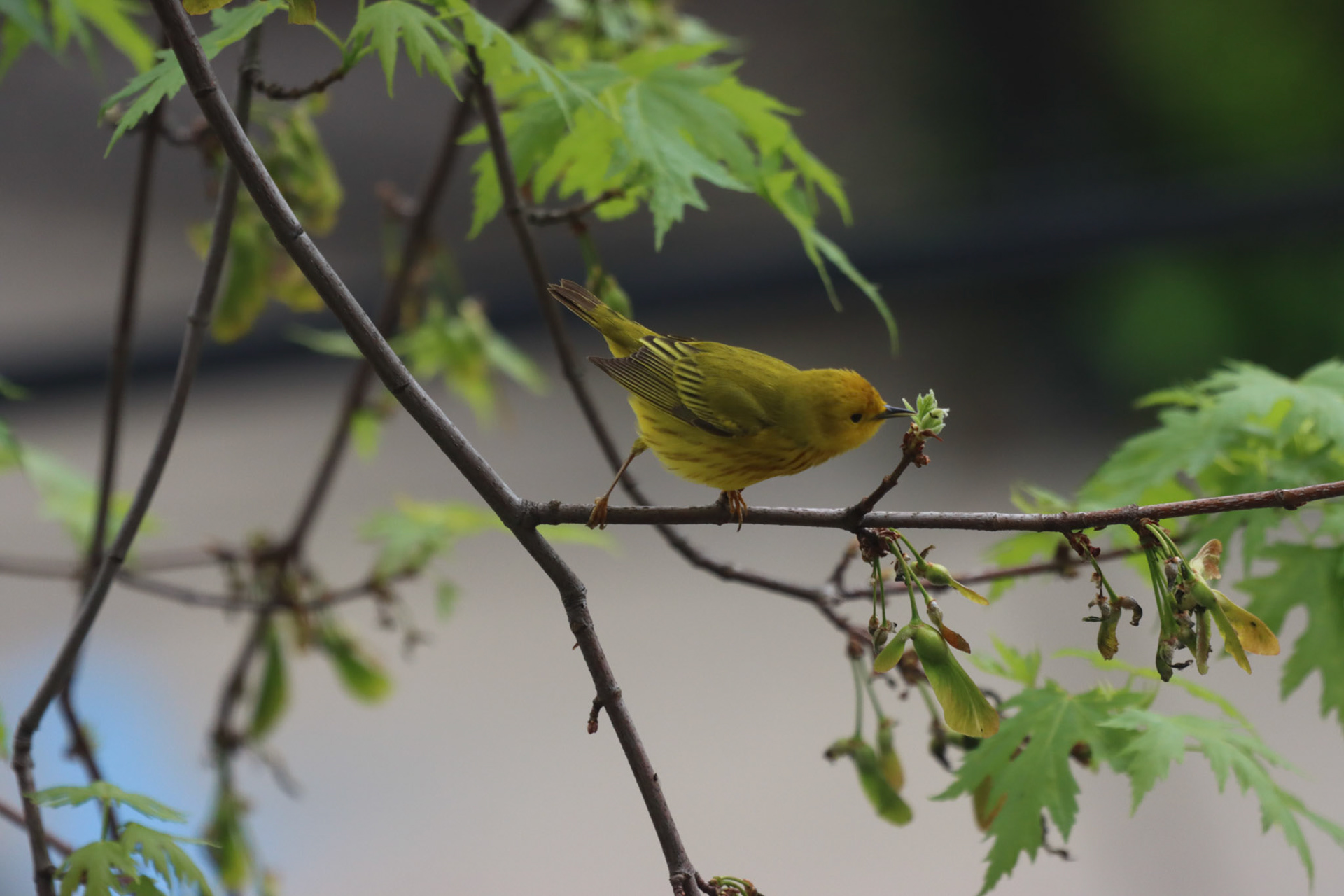 Yellow Warbler
