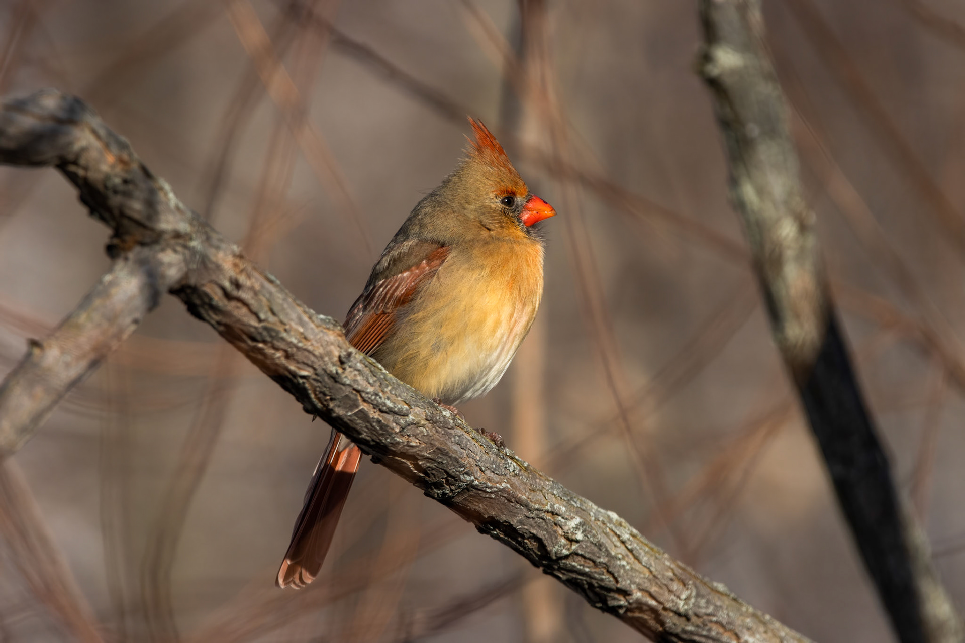 Northern Cardinal