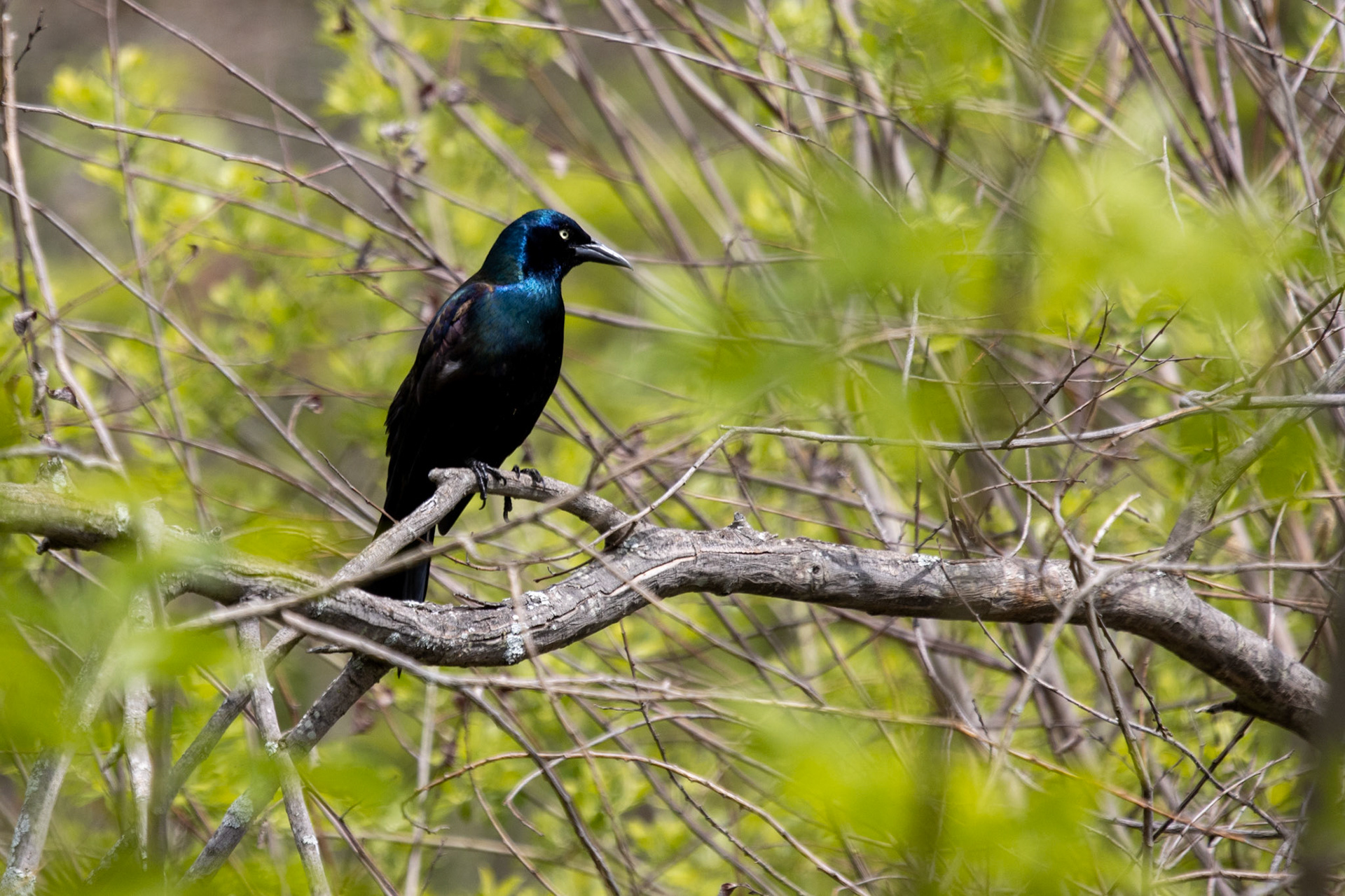 Common Grackle