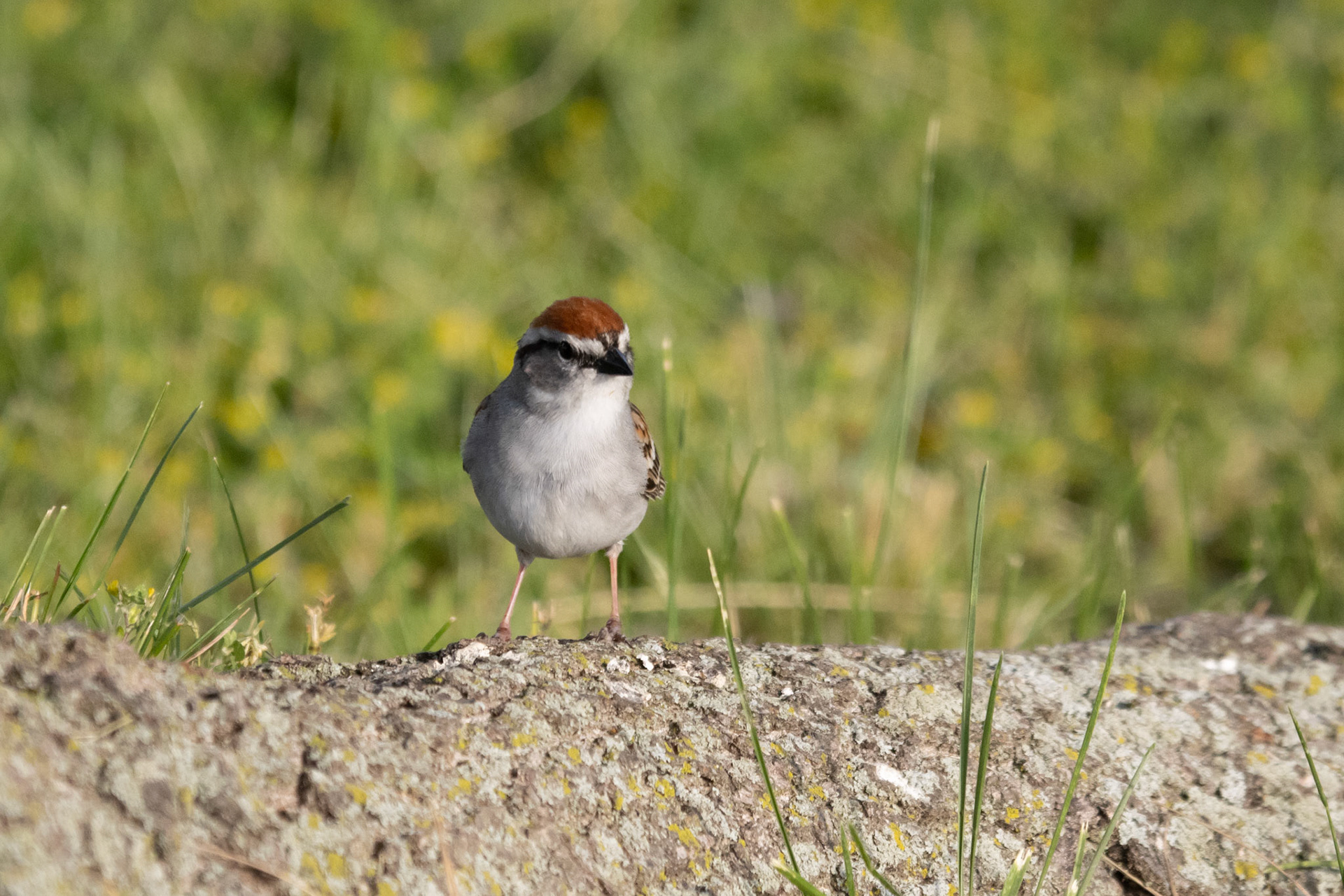 Chipping Sparrow
