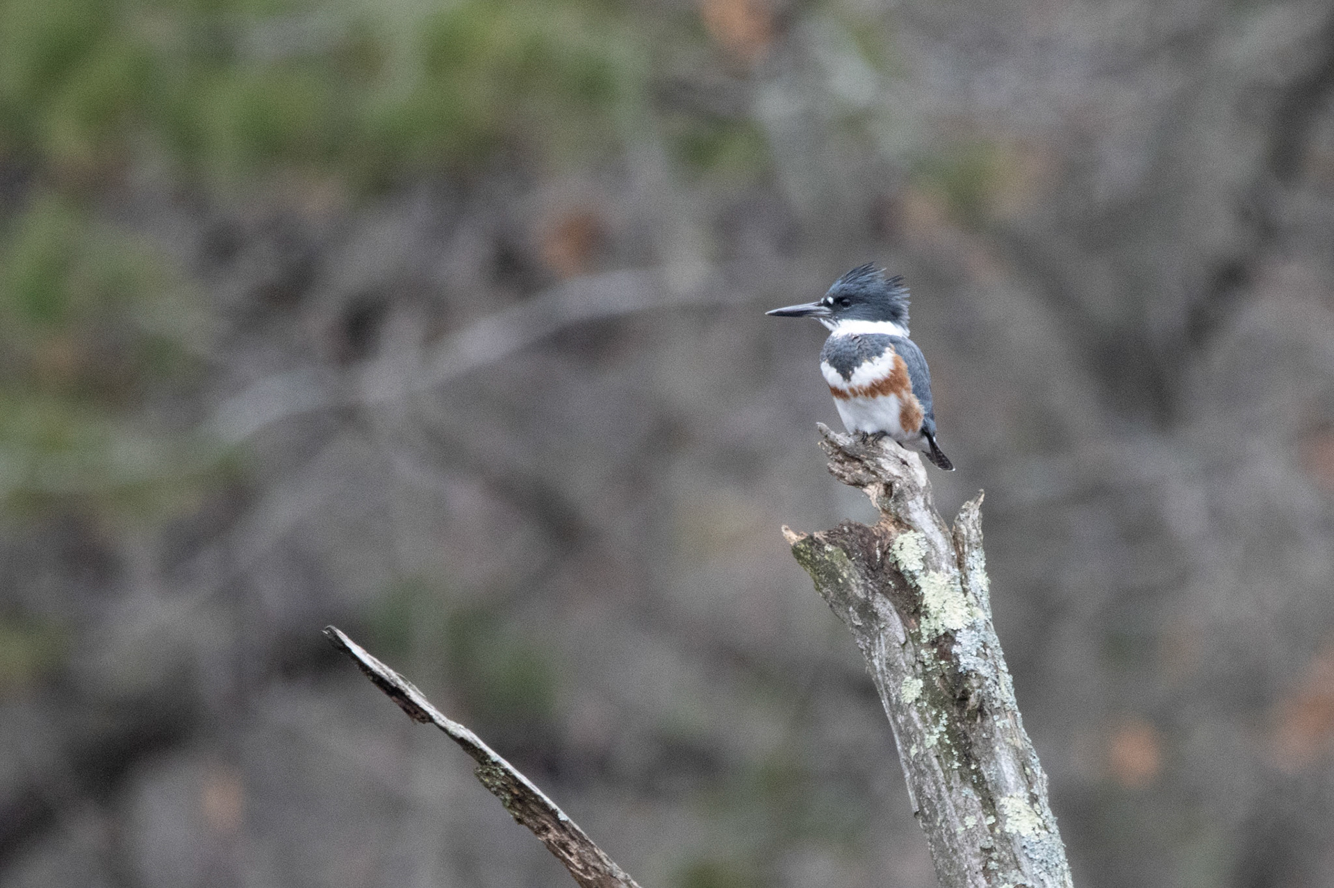 Belted Kingfisher