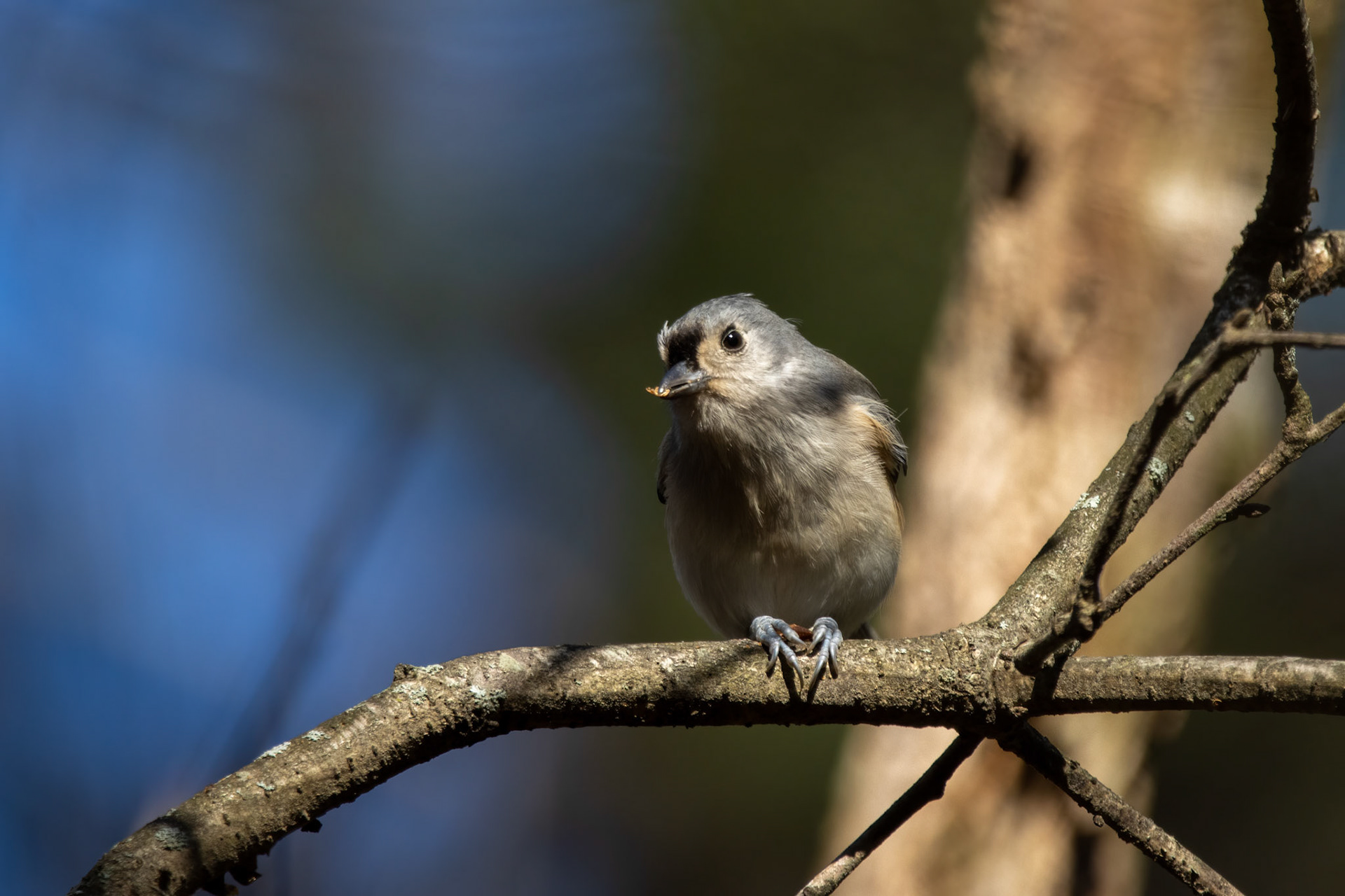 Tufted Titmouse