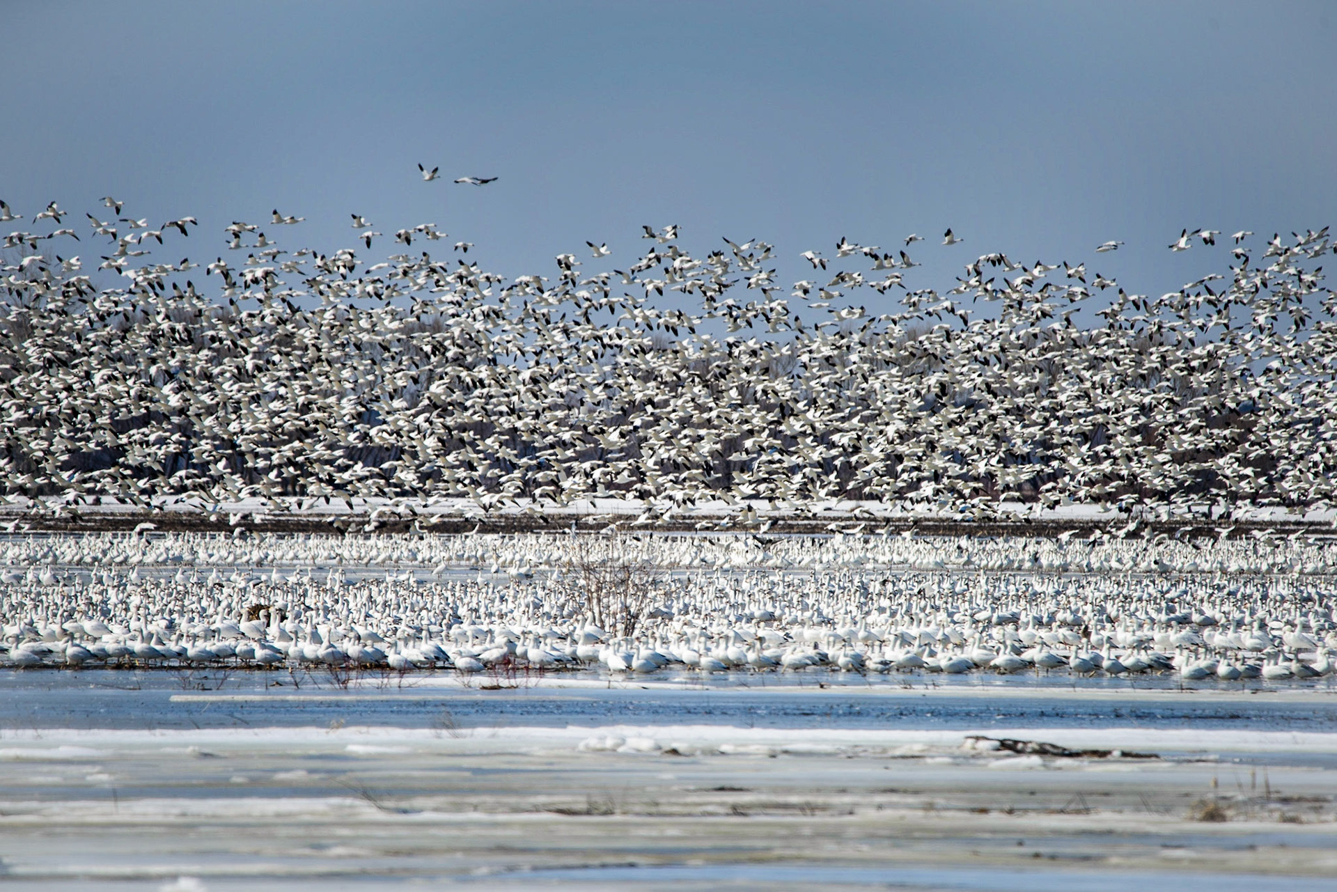 Photo © Paul Lemire ⏎ Série nature BaieduFebvre