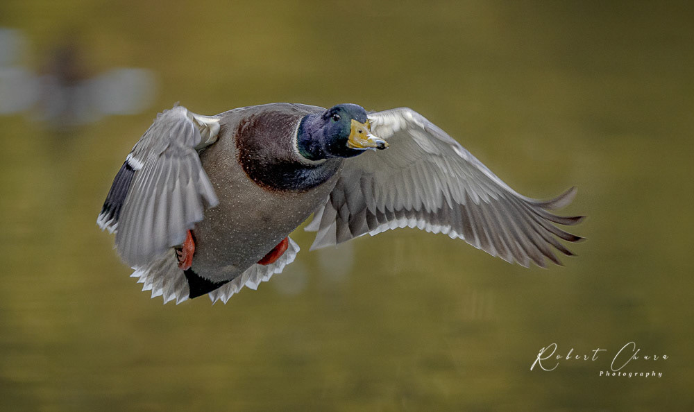 Fly Shot 4893