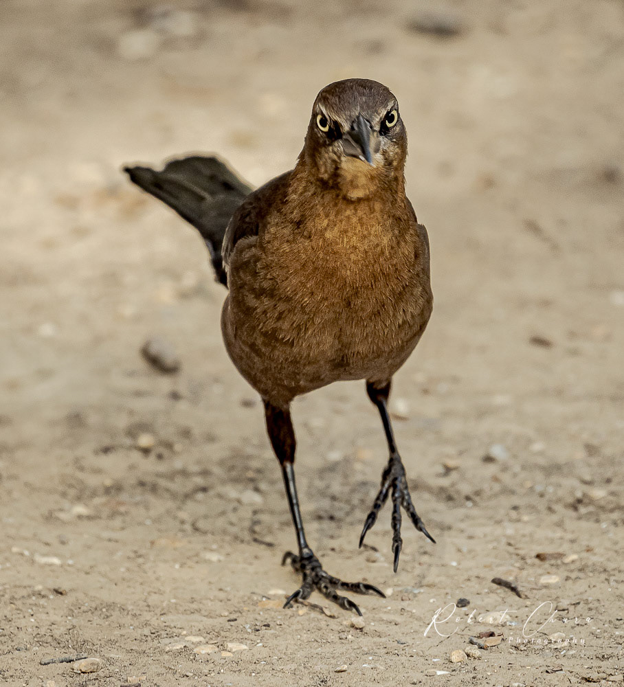 Angry Bird