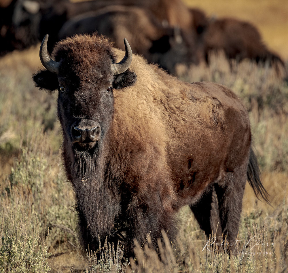 Buffalo Face
