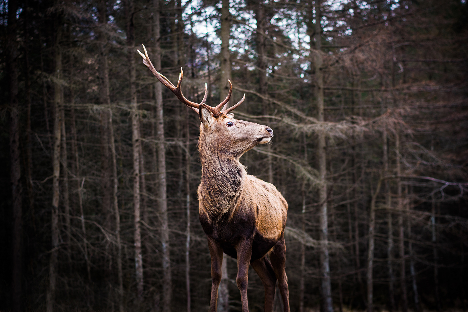 Majestic Stag, Glen Etive