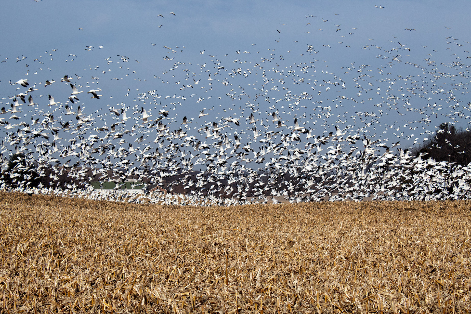 Wildlife Landscape