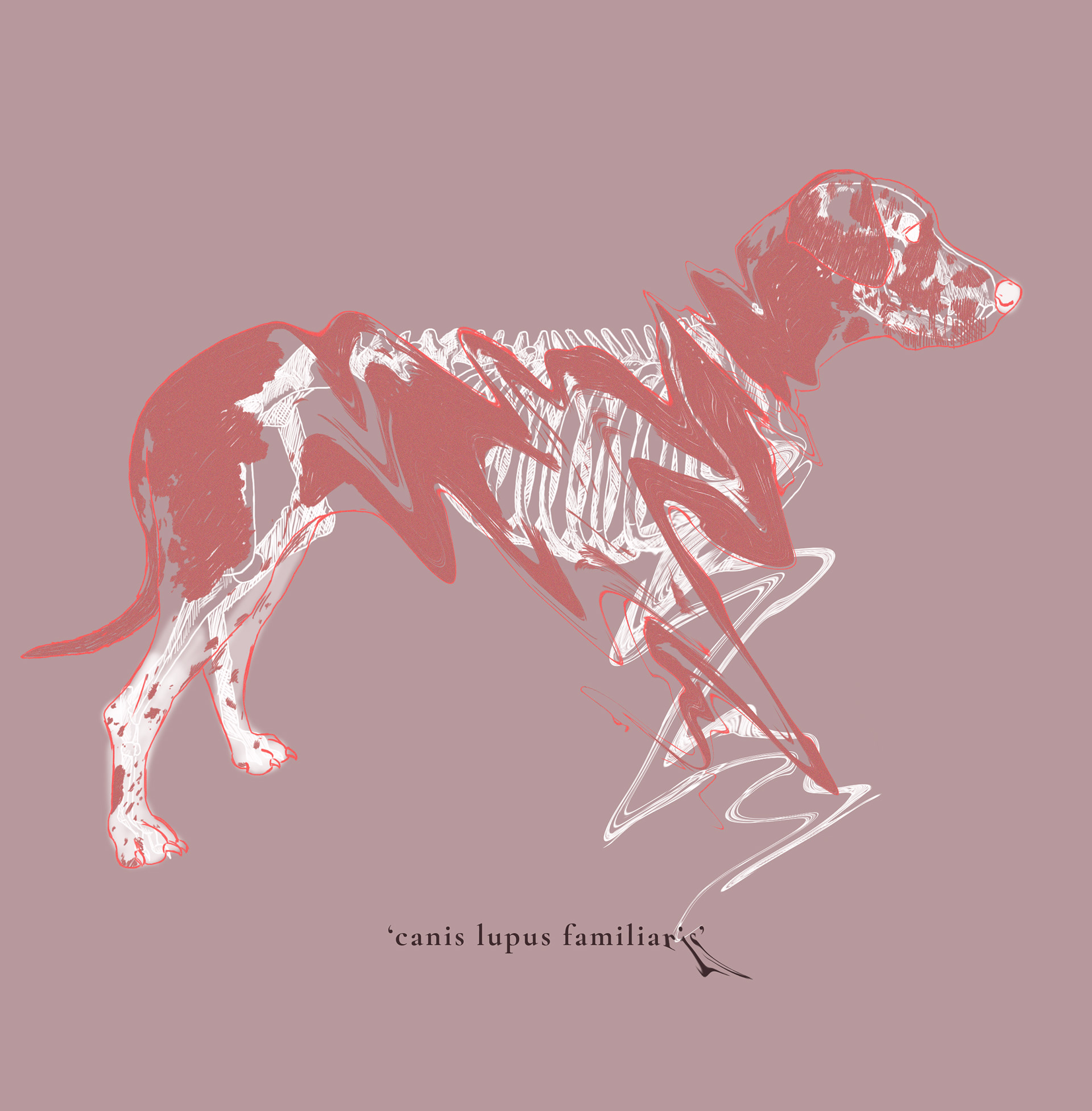 Dog Illustration
