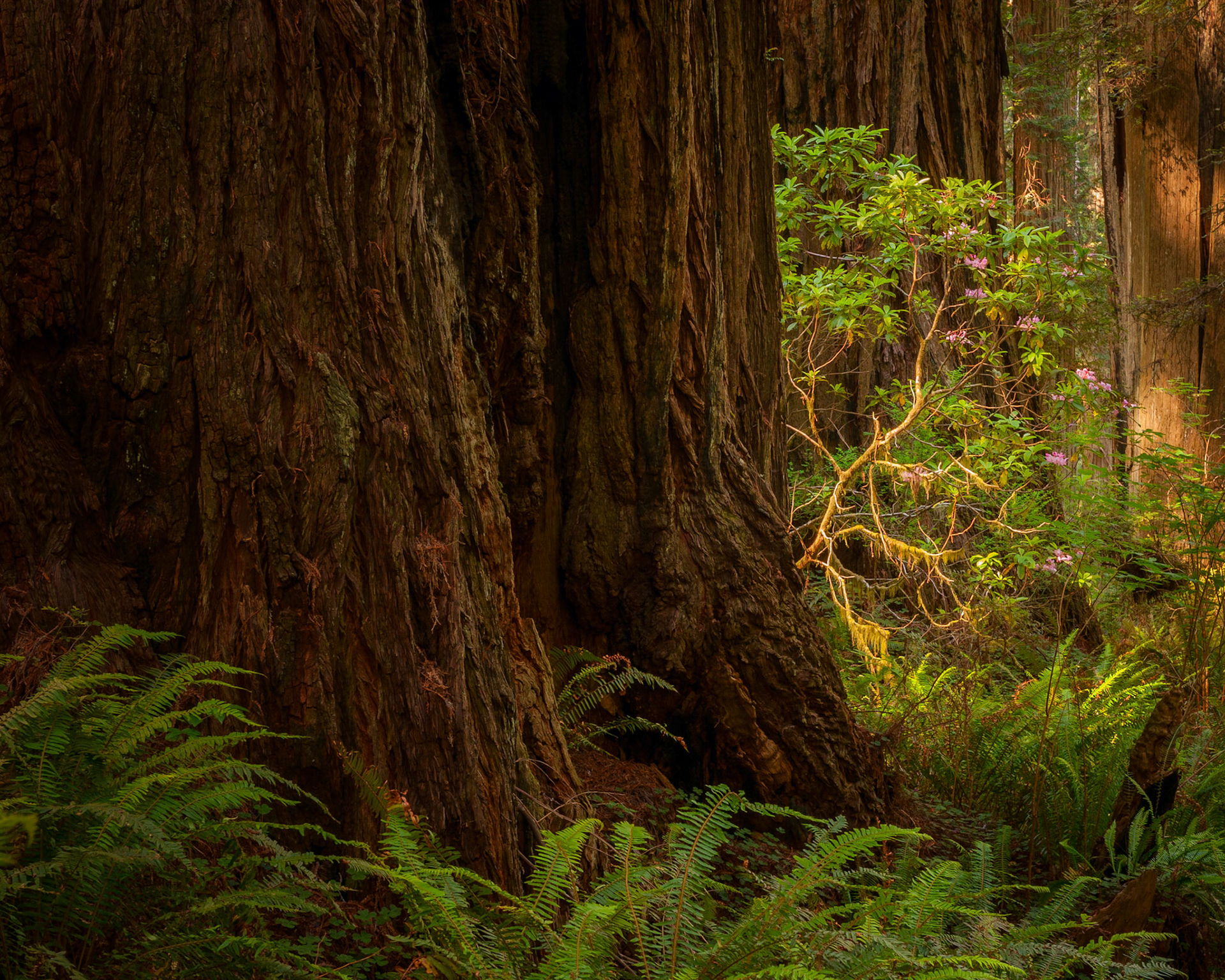 Pacific Rhododendron in the Redwoods.