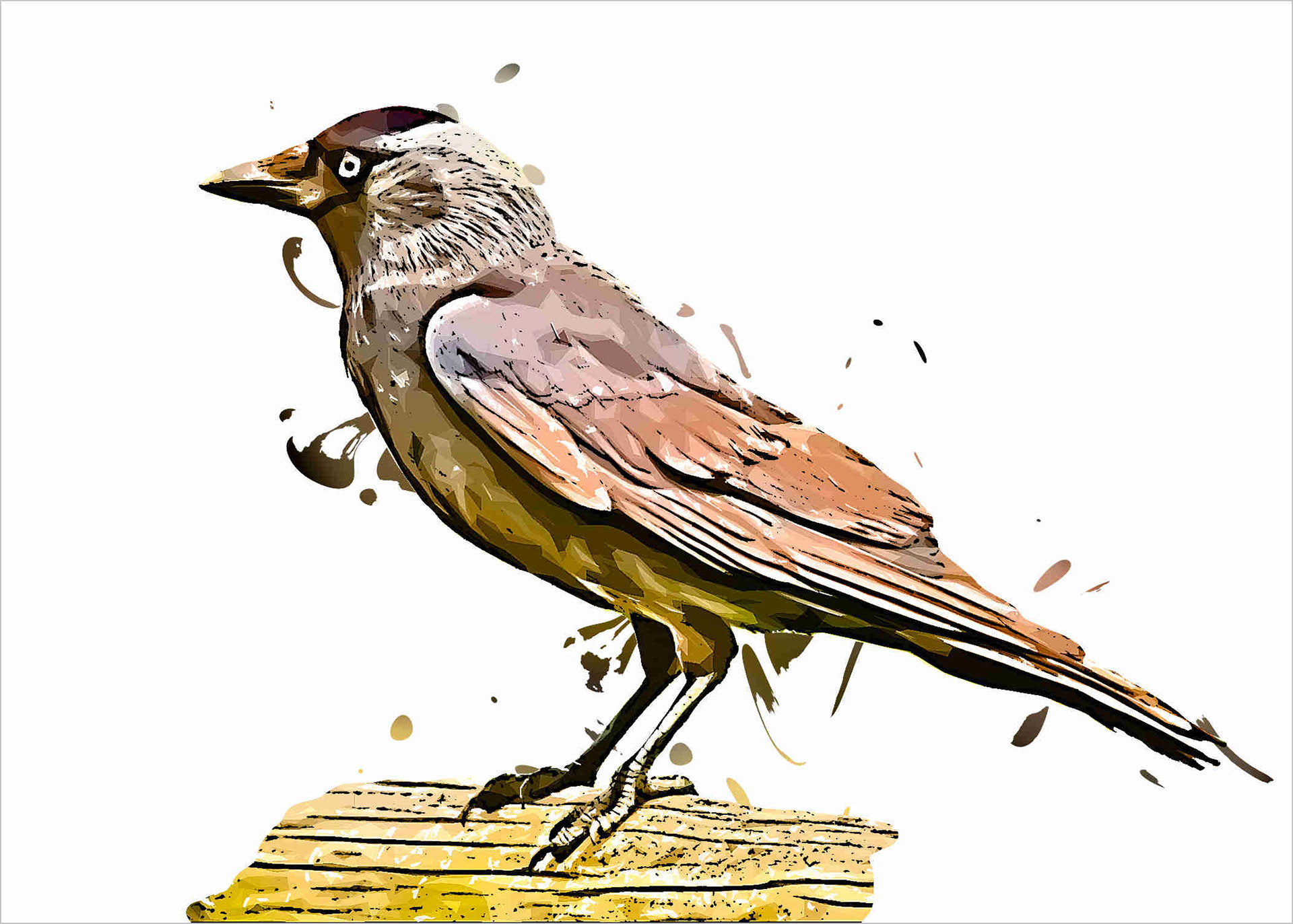Jackdaw 646500120