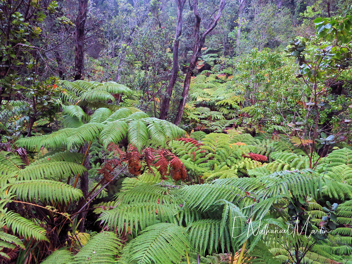 Nature by Nat Photography - Big Island Hawaii