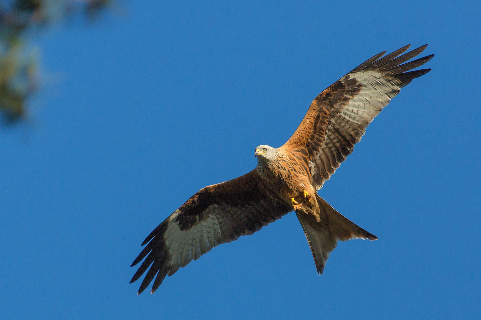 The Surrey Journal Red Kites attempting to nest