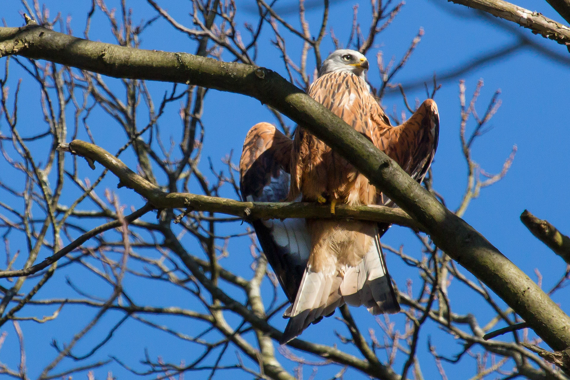 The Surrey Journal Red Kites attempting to nest