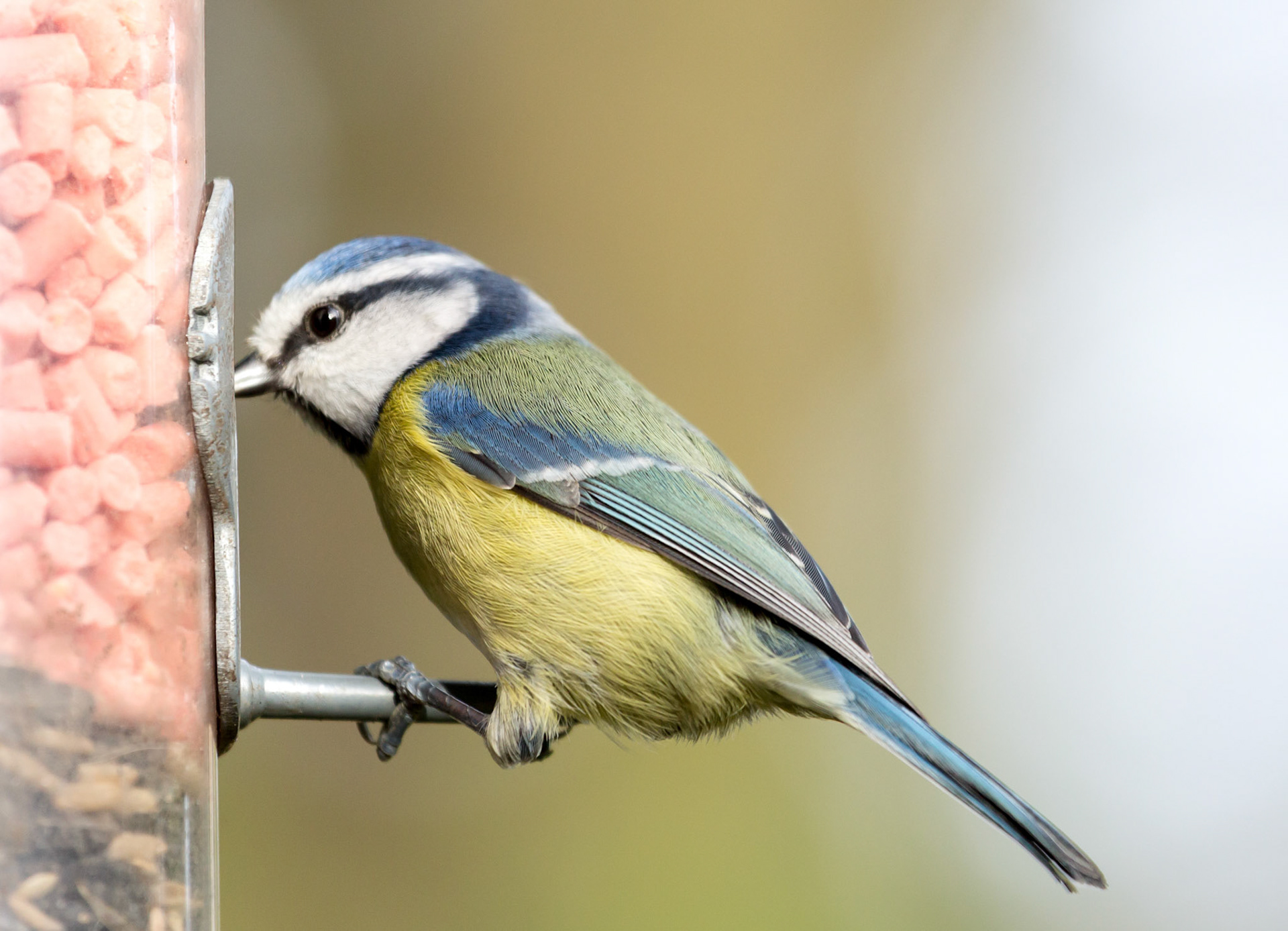 The Surrey Journal - The RSPB Big Garden Birdwatch