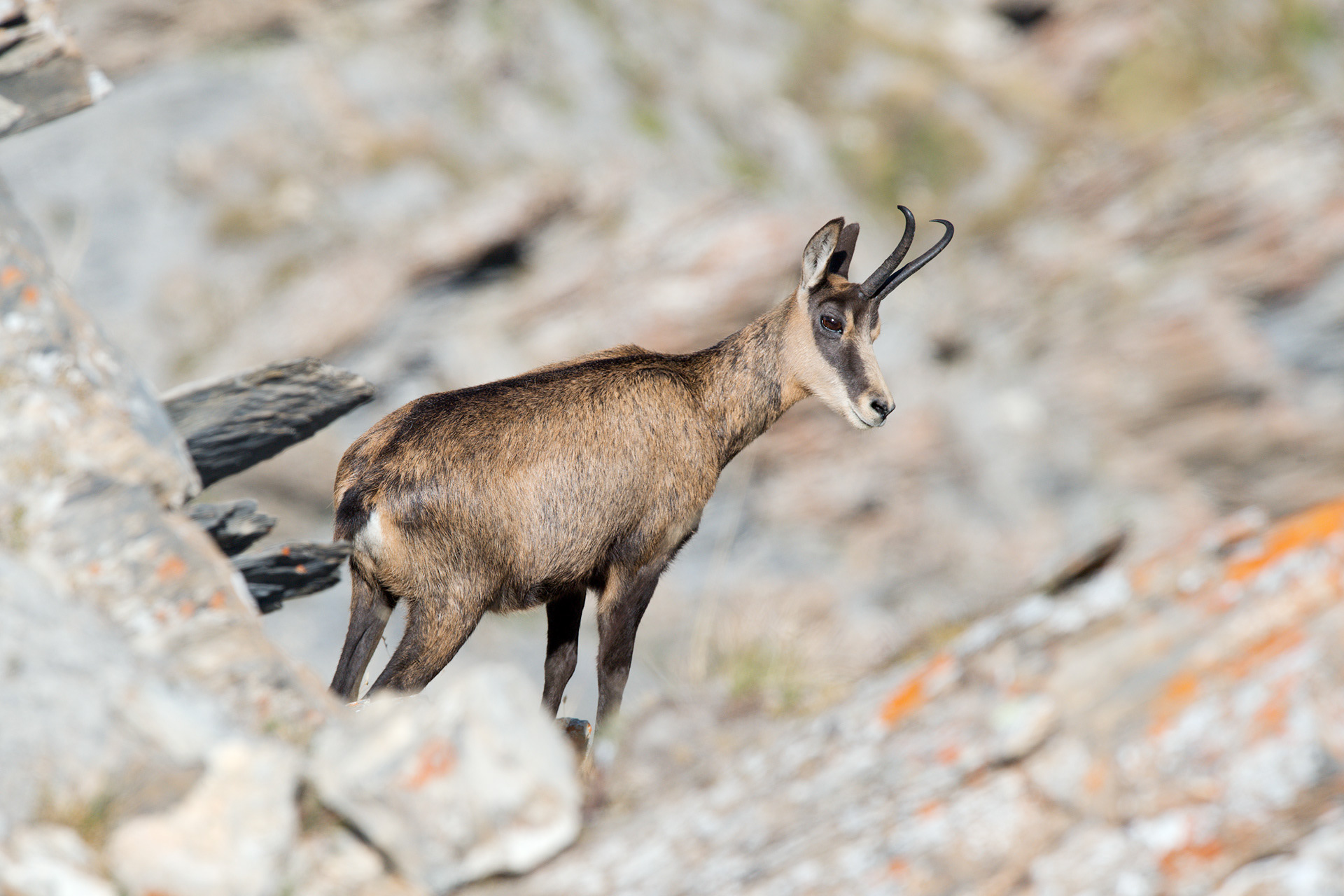 Fotografia di camoscio, rupicapra alpina