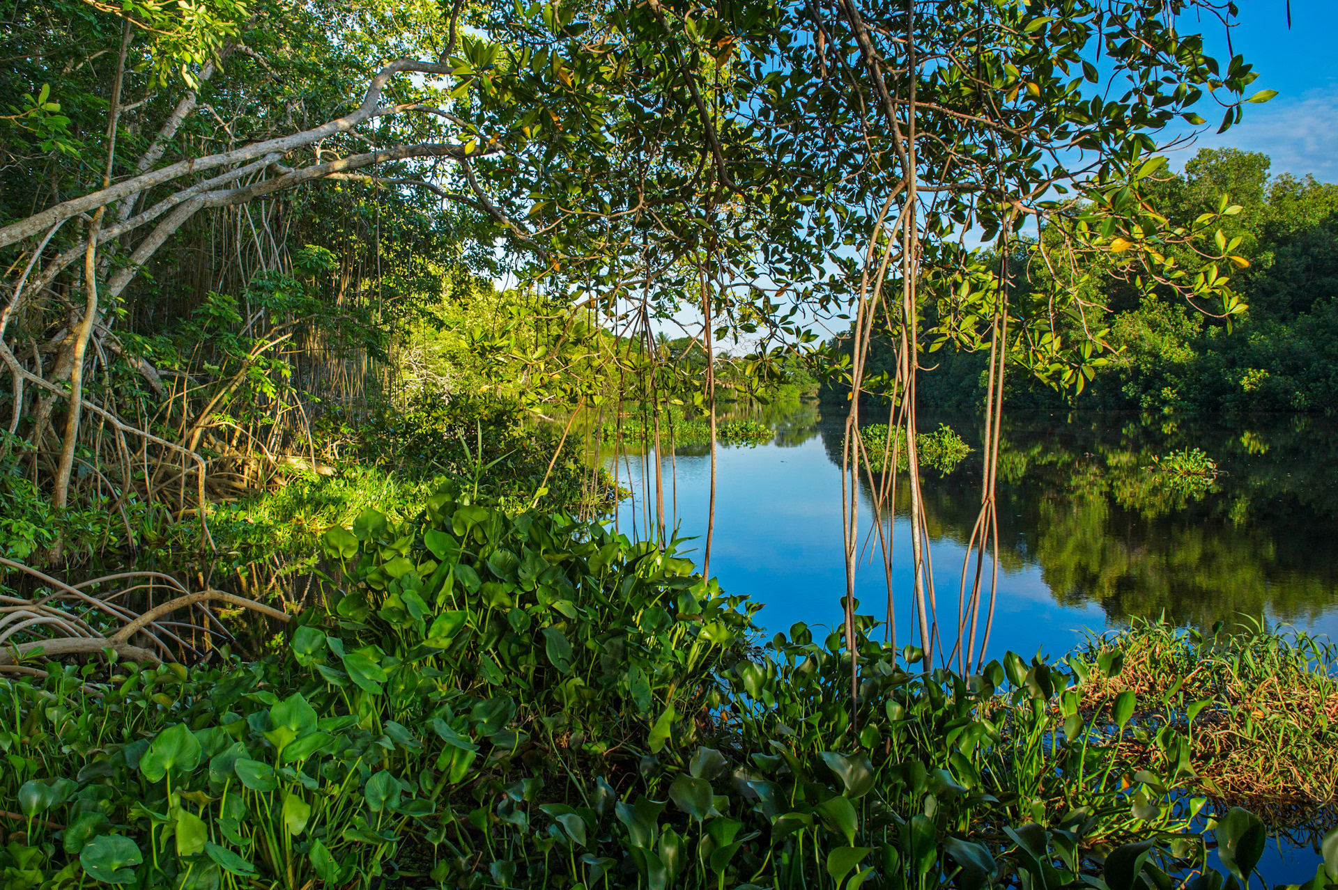 mangroves