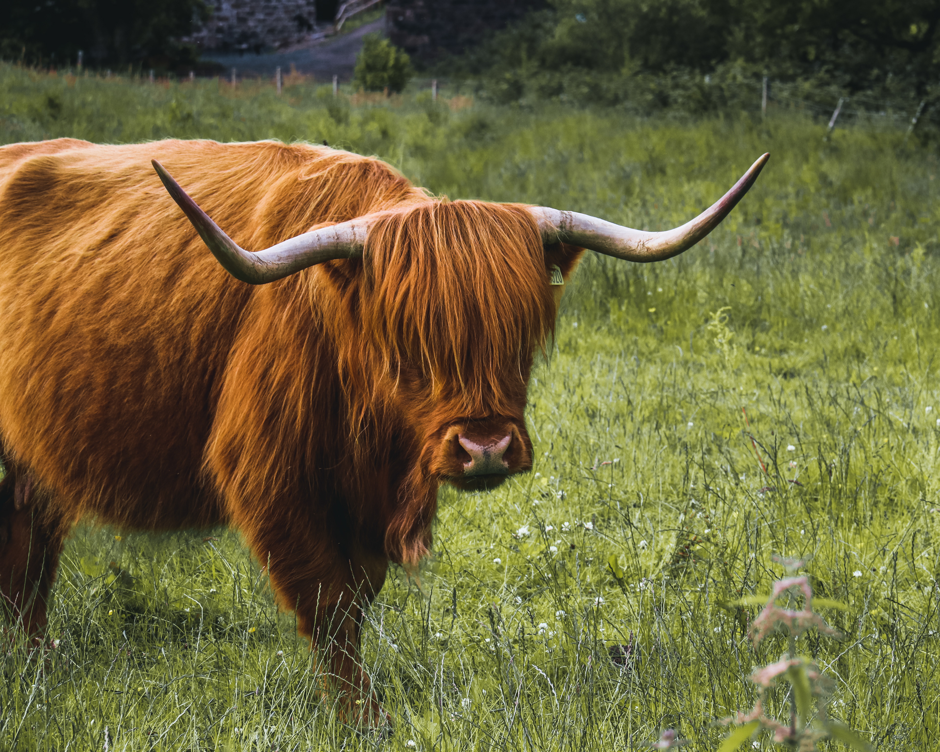 Highland cow