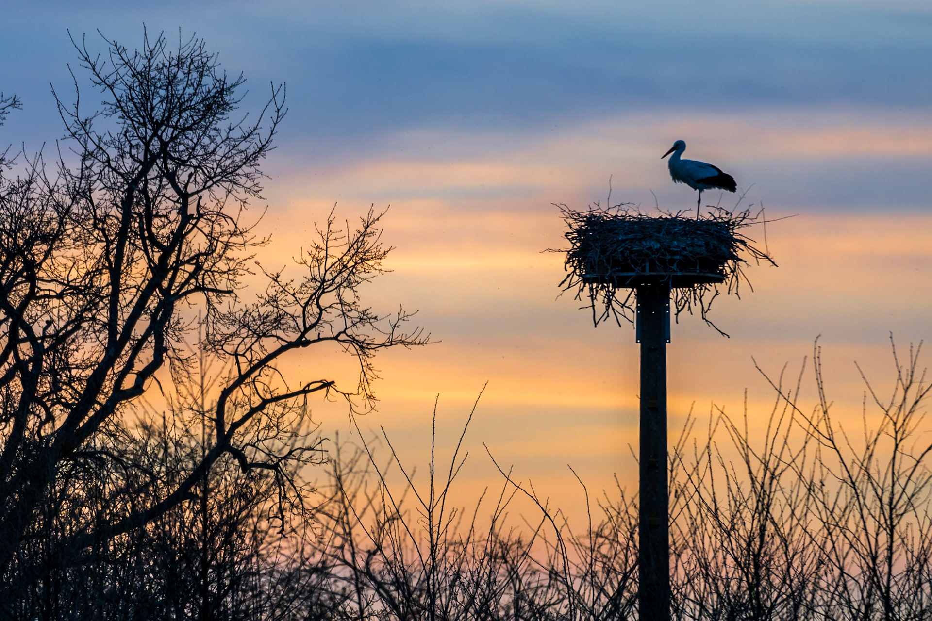 Cigogne _ Domaine des Oiseaux Mazères