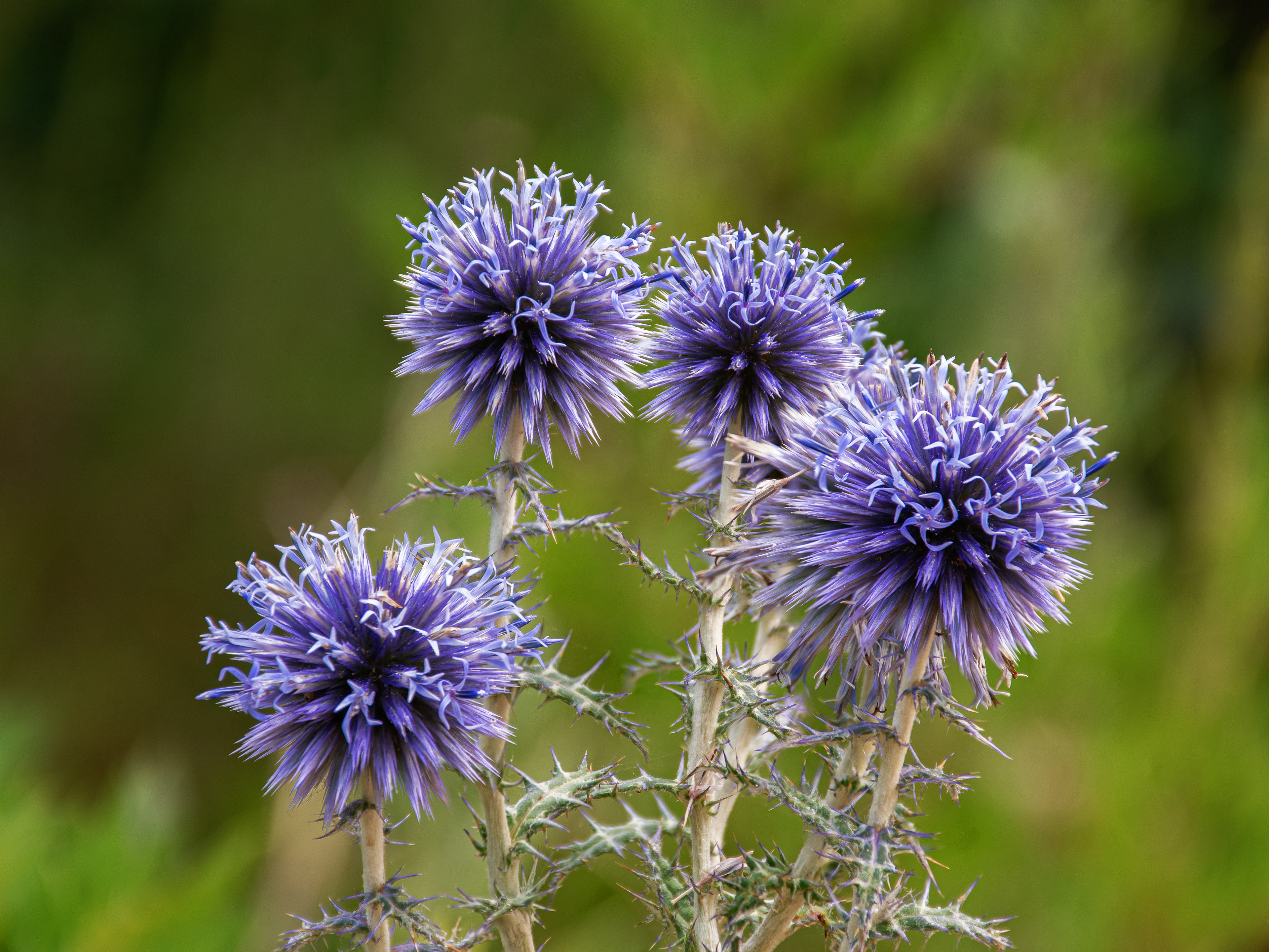 Flors Silvestres al Moianès