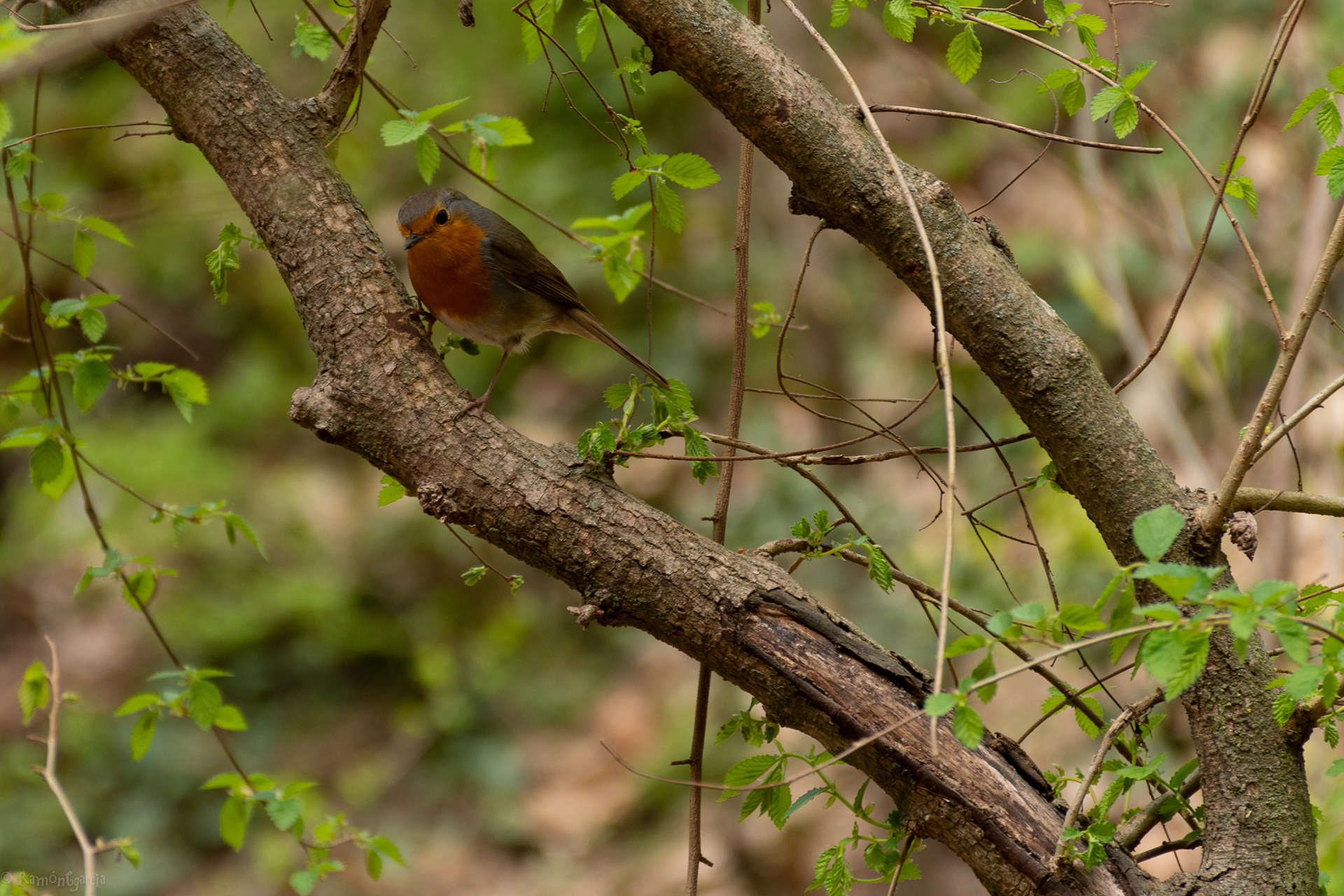 Bosques en Terrassa