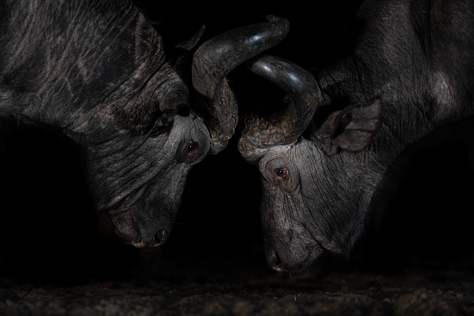Locking horns in the night