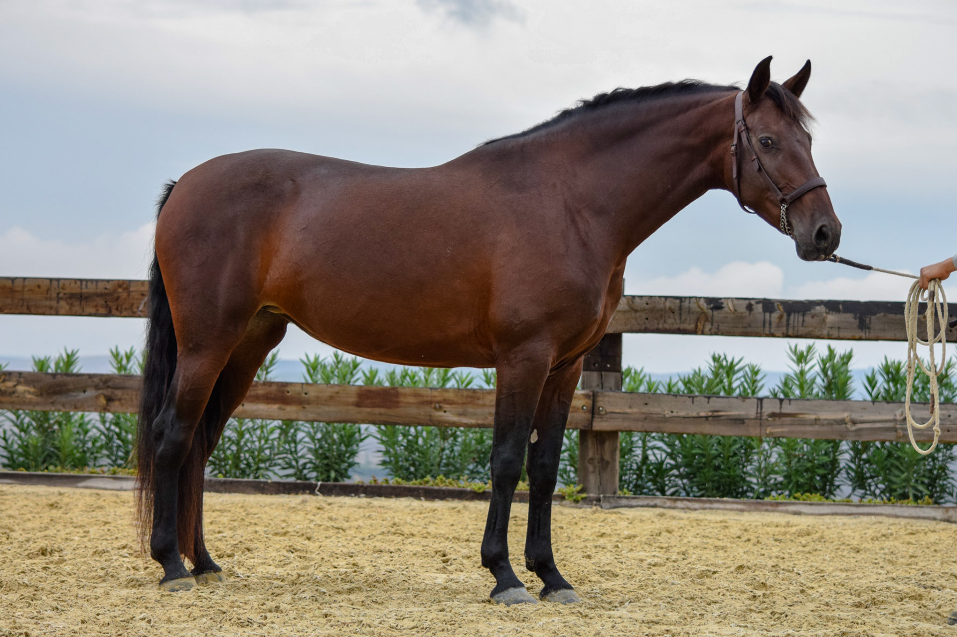 PRE Mare 5 years
