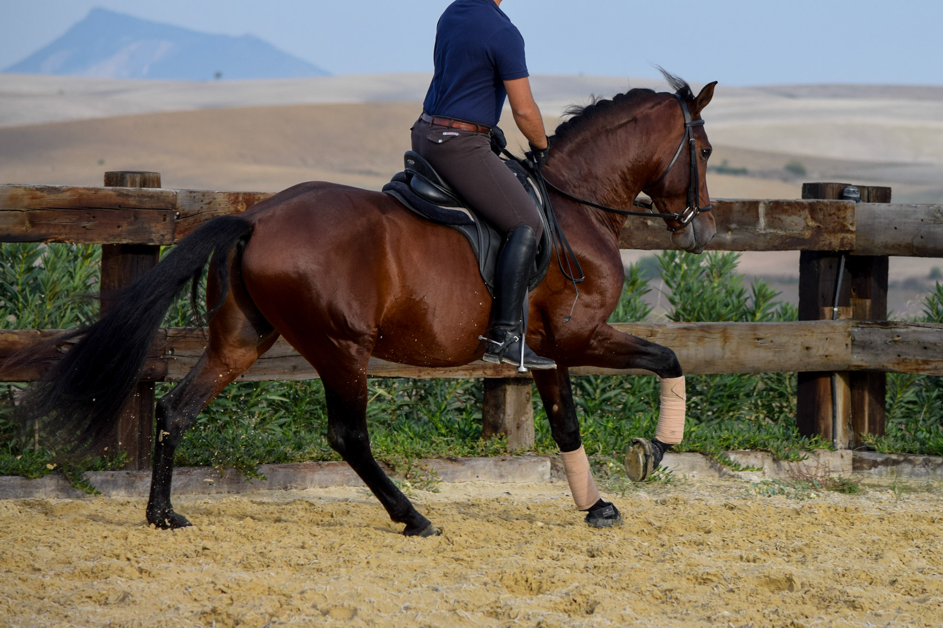 PRE Dressage Prospect
