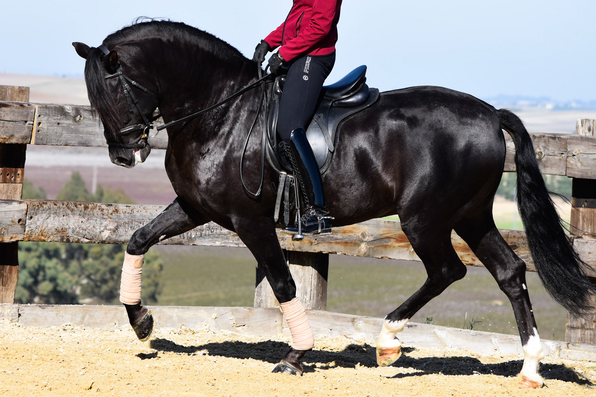 Black PRE Dressage Horse