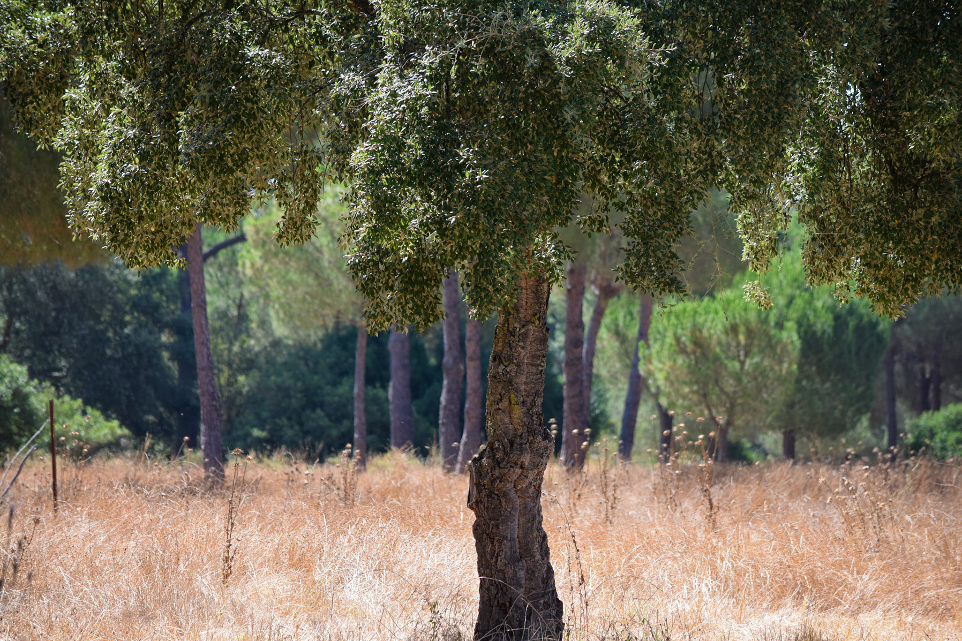 from "La Doñana National Park"